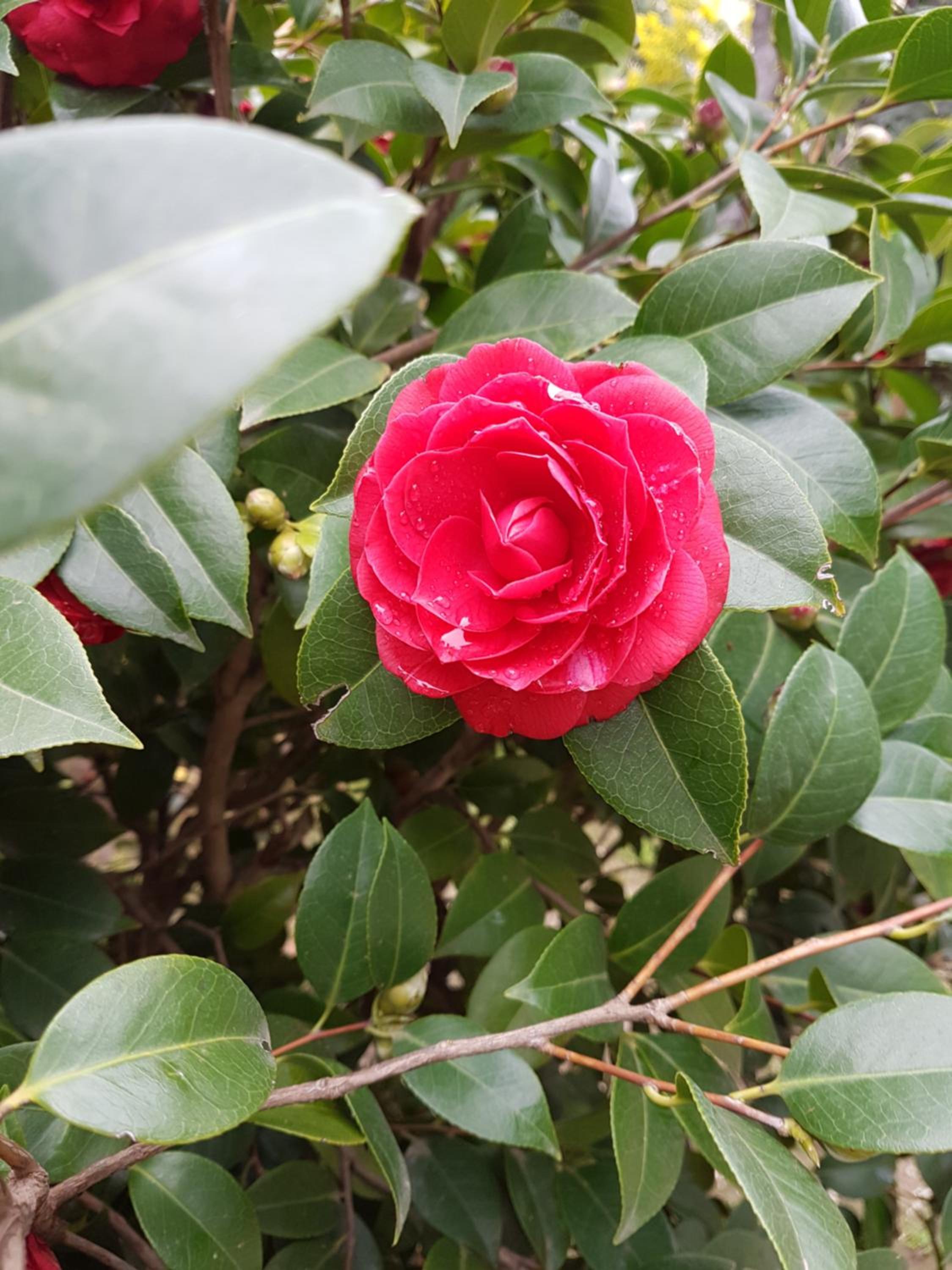 Il Giardino Di Vico Neve