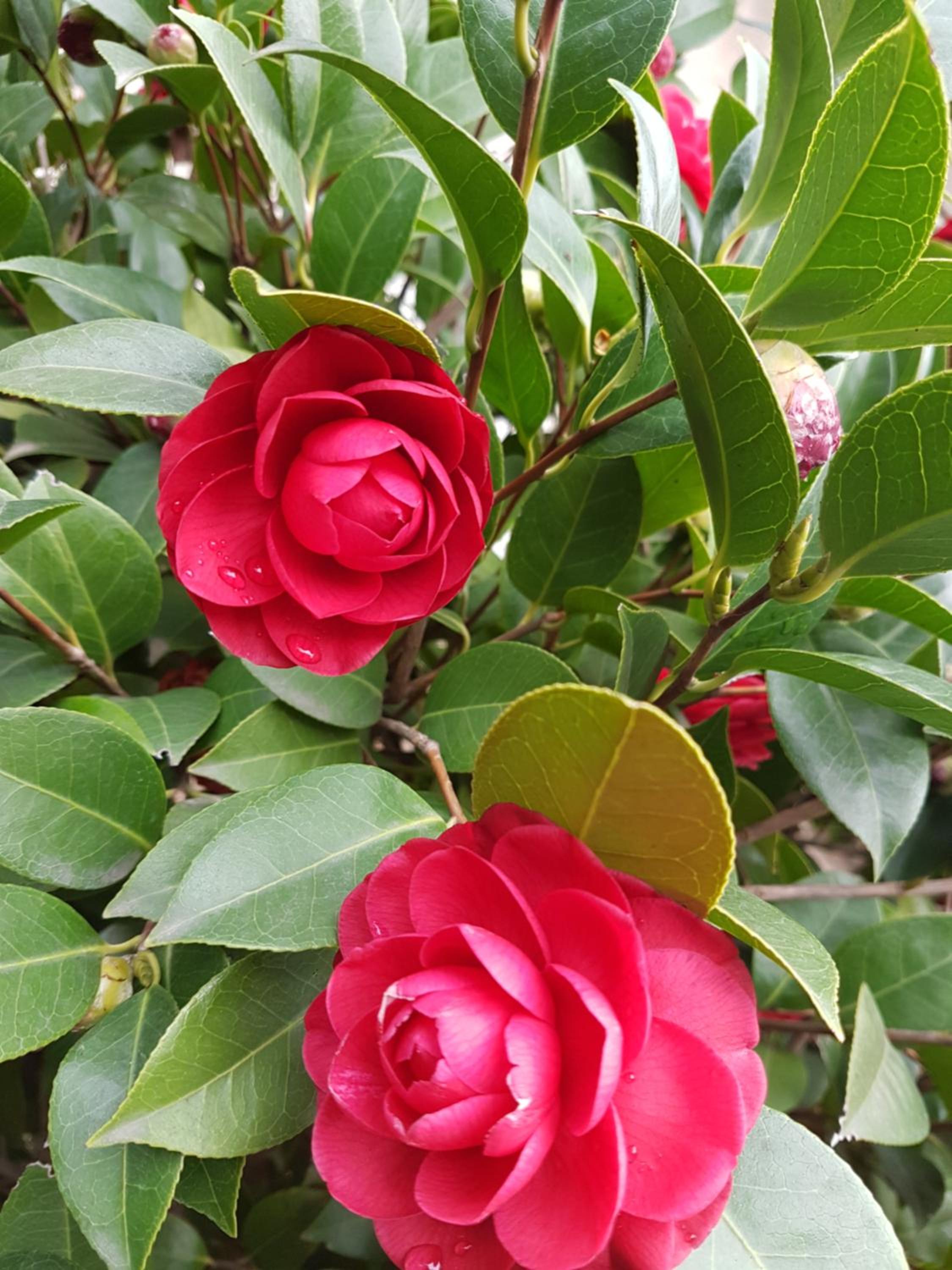 Il Giardino Di Vico Neve