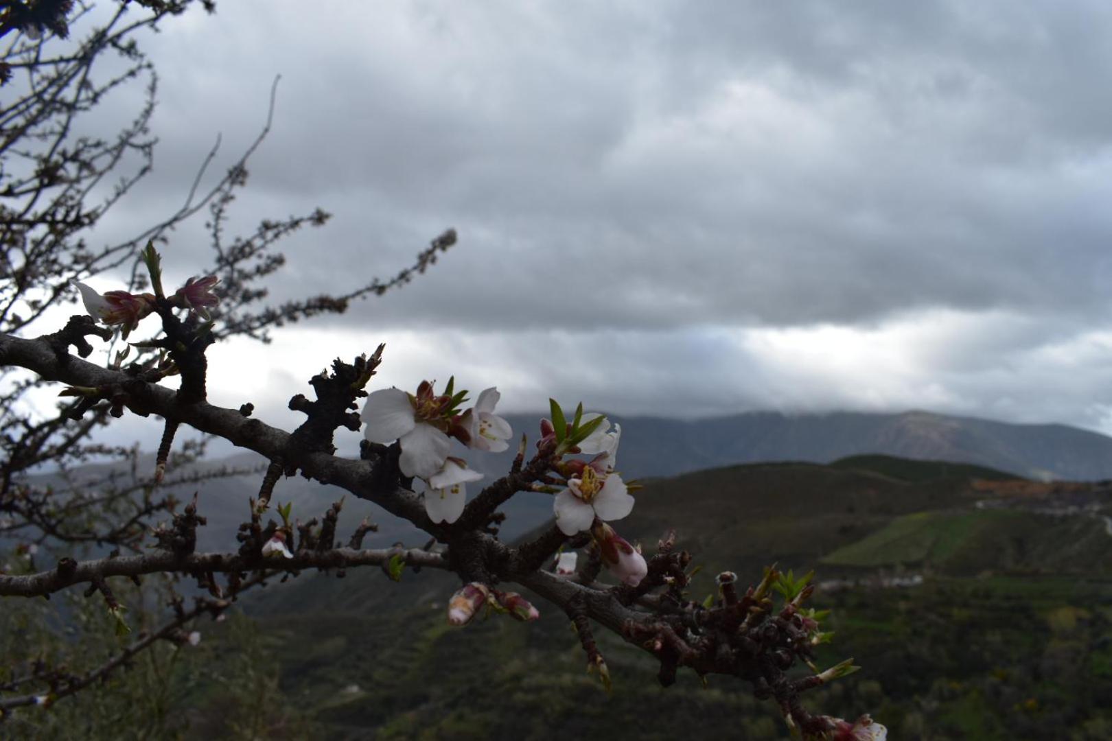 Dreams Alpujarra