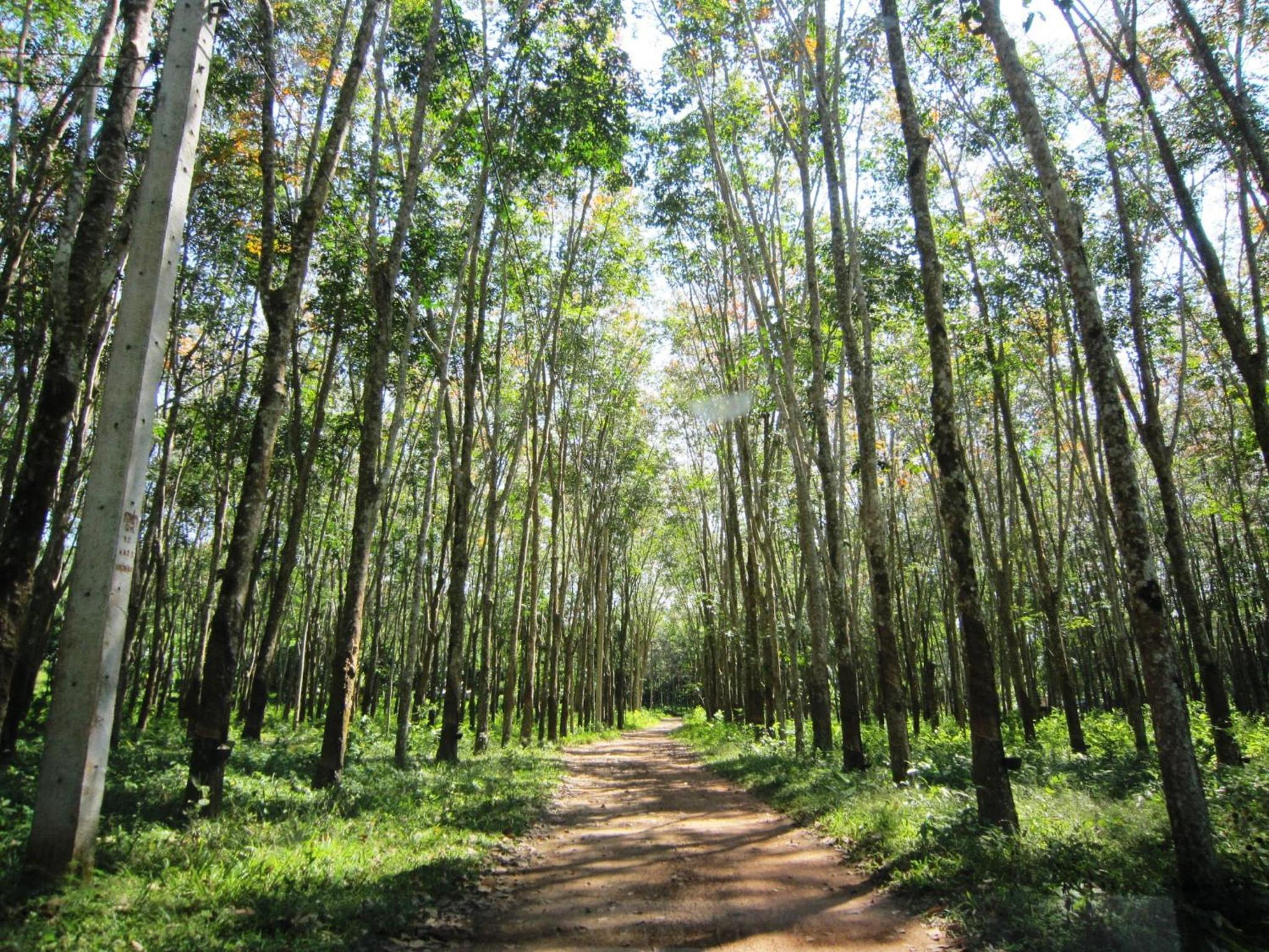 Phanom Bencha Mountain Resort