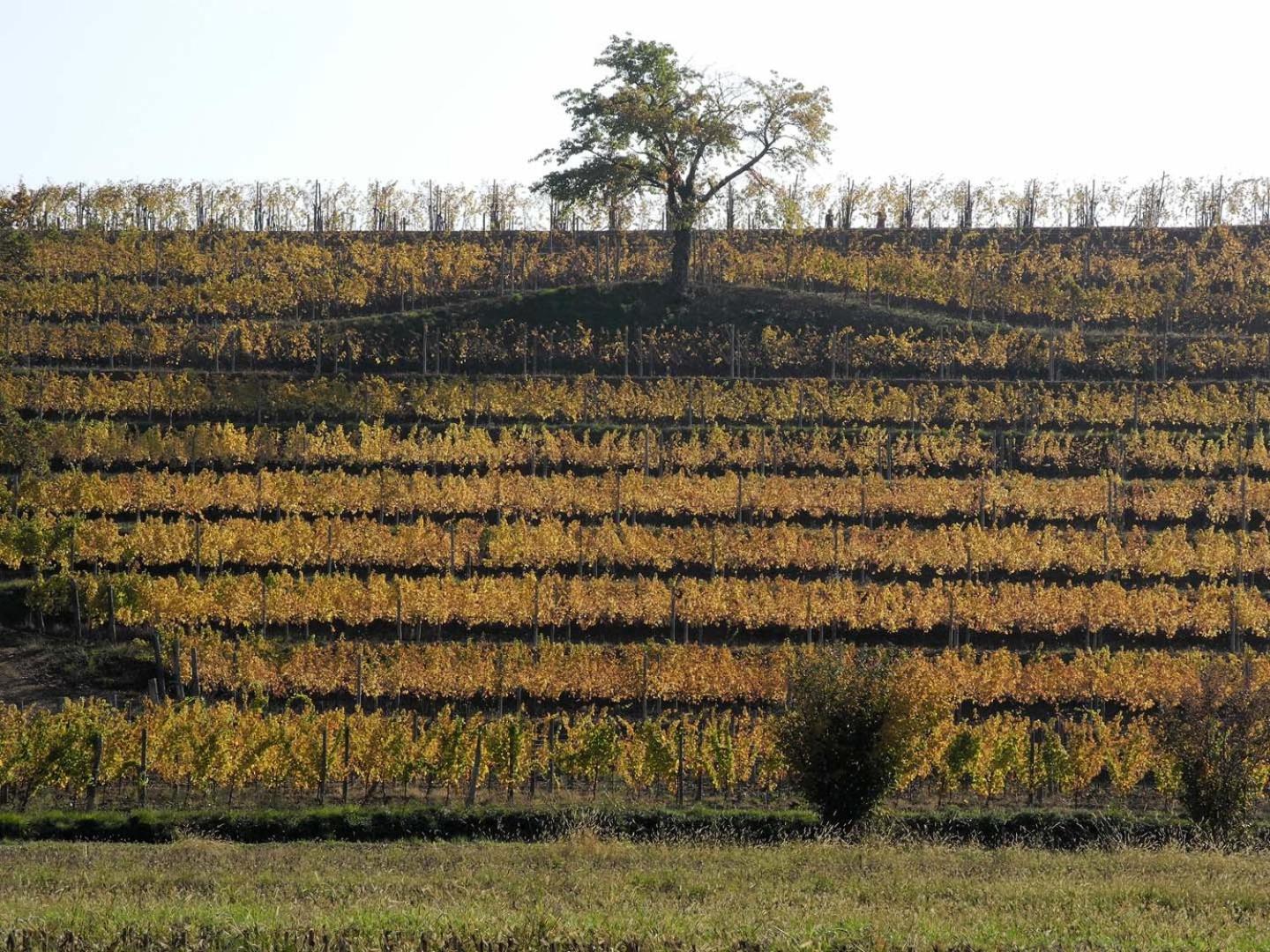 Casali del Picchio - Winery