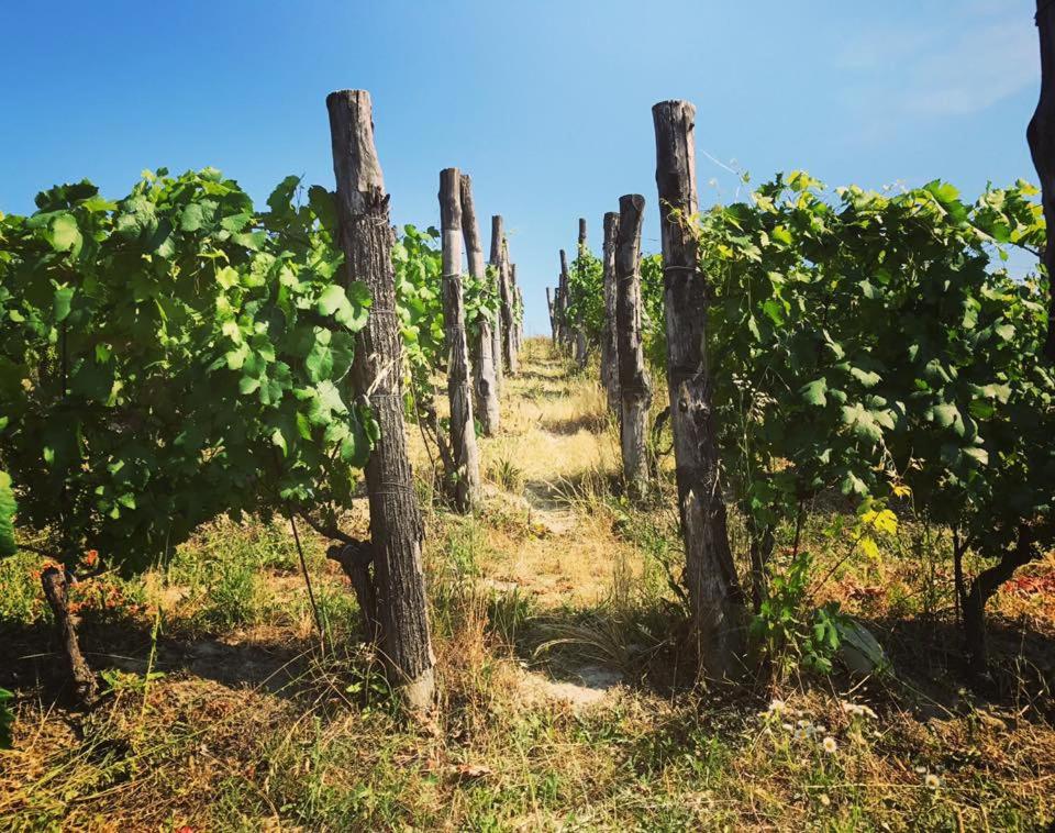 Agriturismo Poderi Zunino