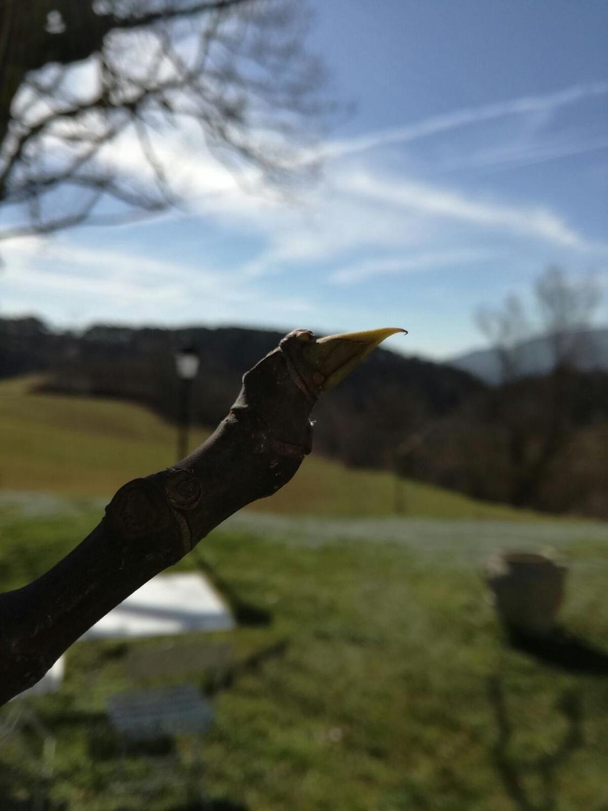 Il Vignolino