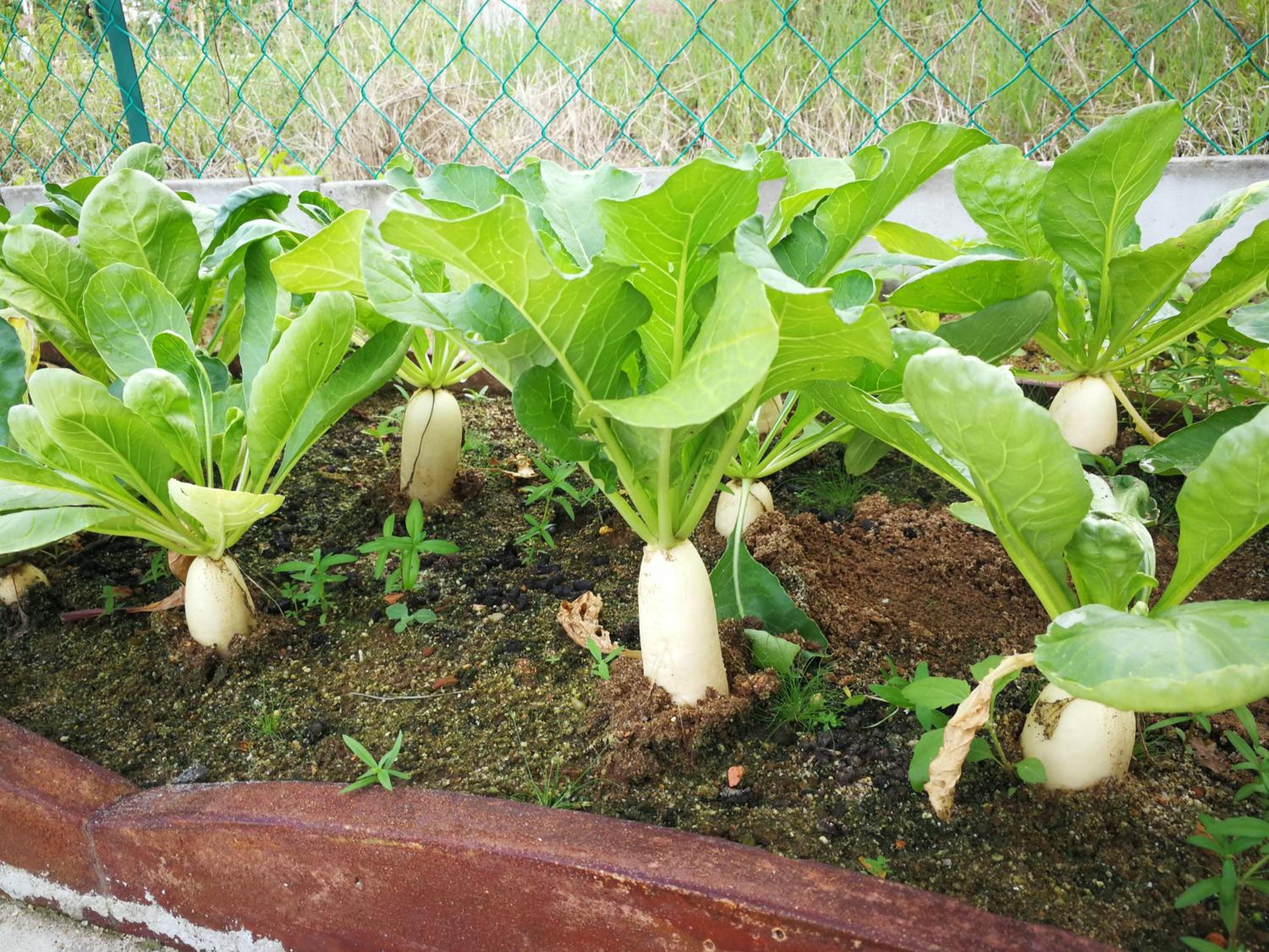 Greenery Garden Concept Homestay photo 3