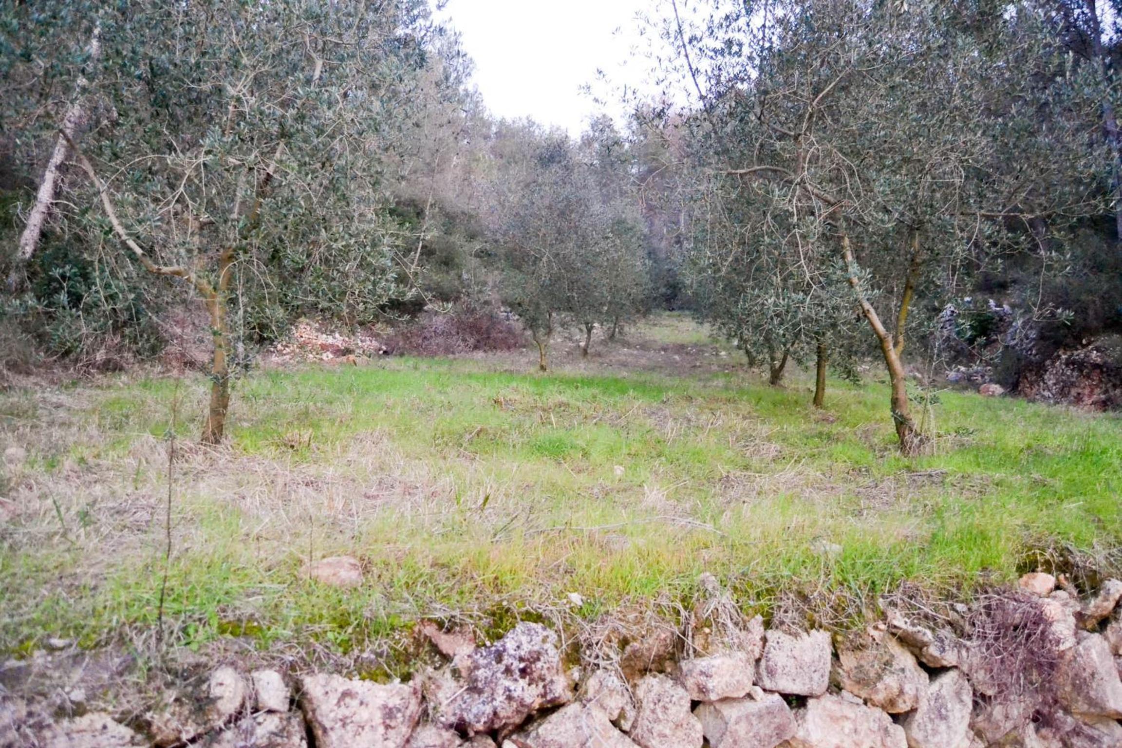 Masía Les Pasoles