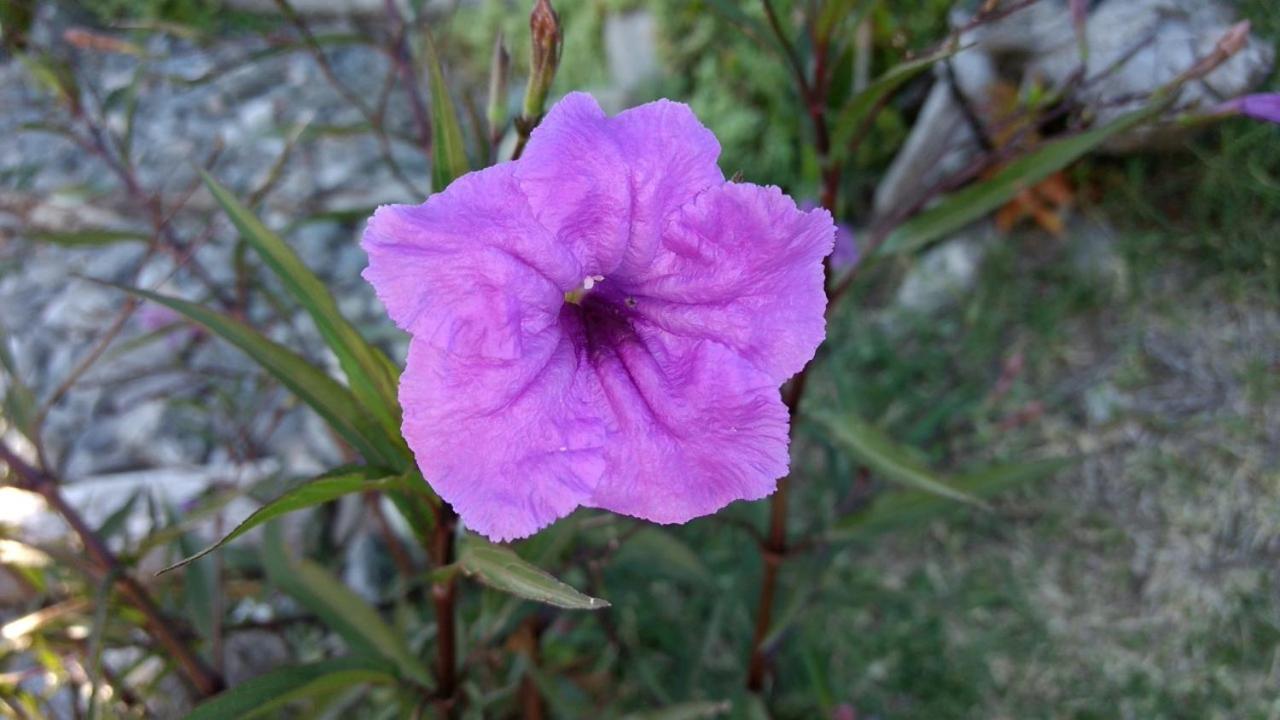 Aires de Ambar