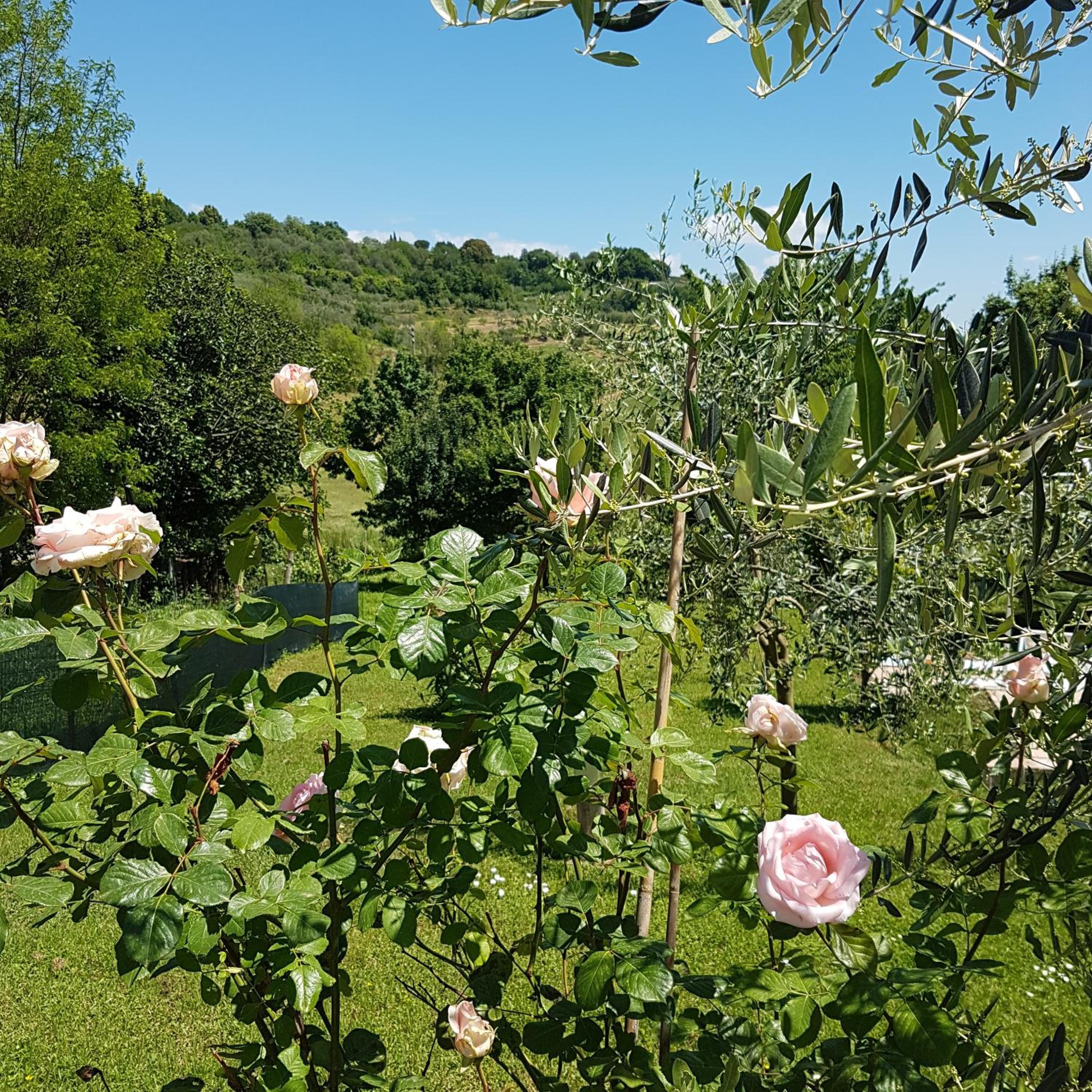 L'Albero Di Gamelì