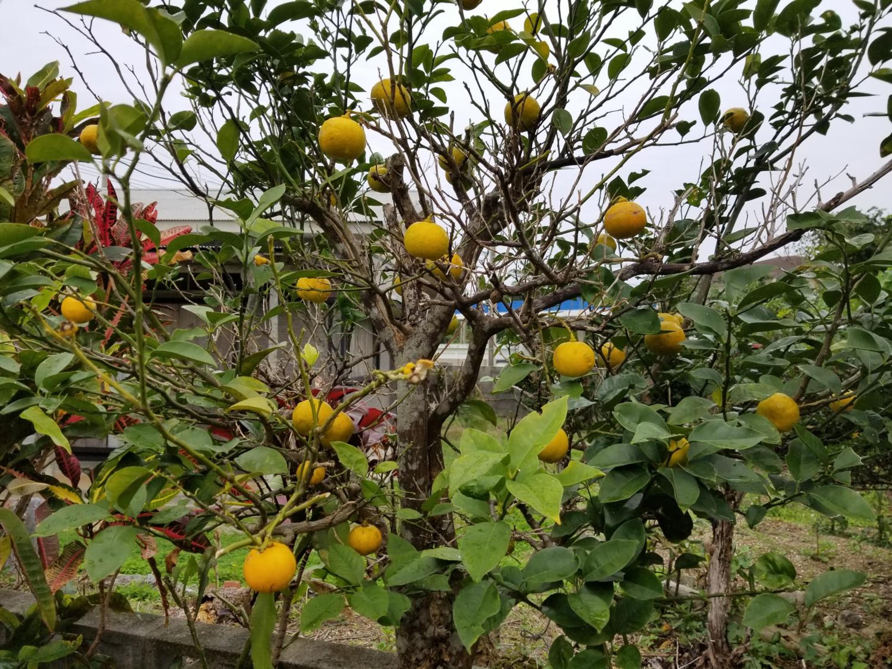Minshuku Myojoso