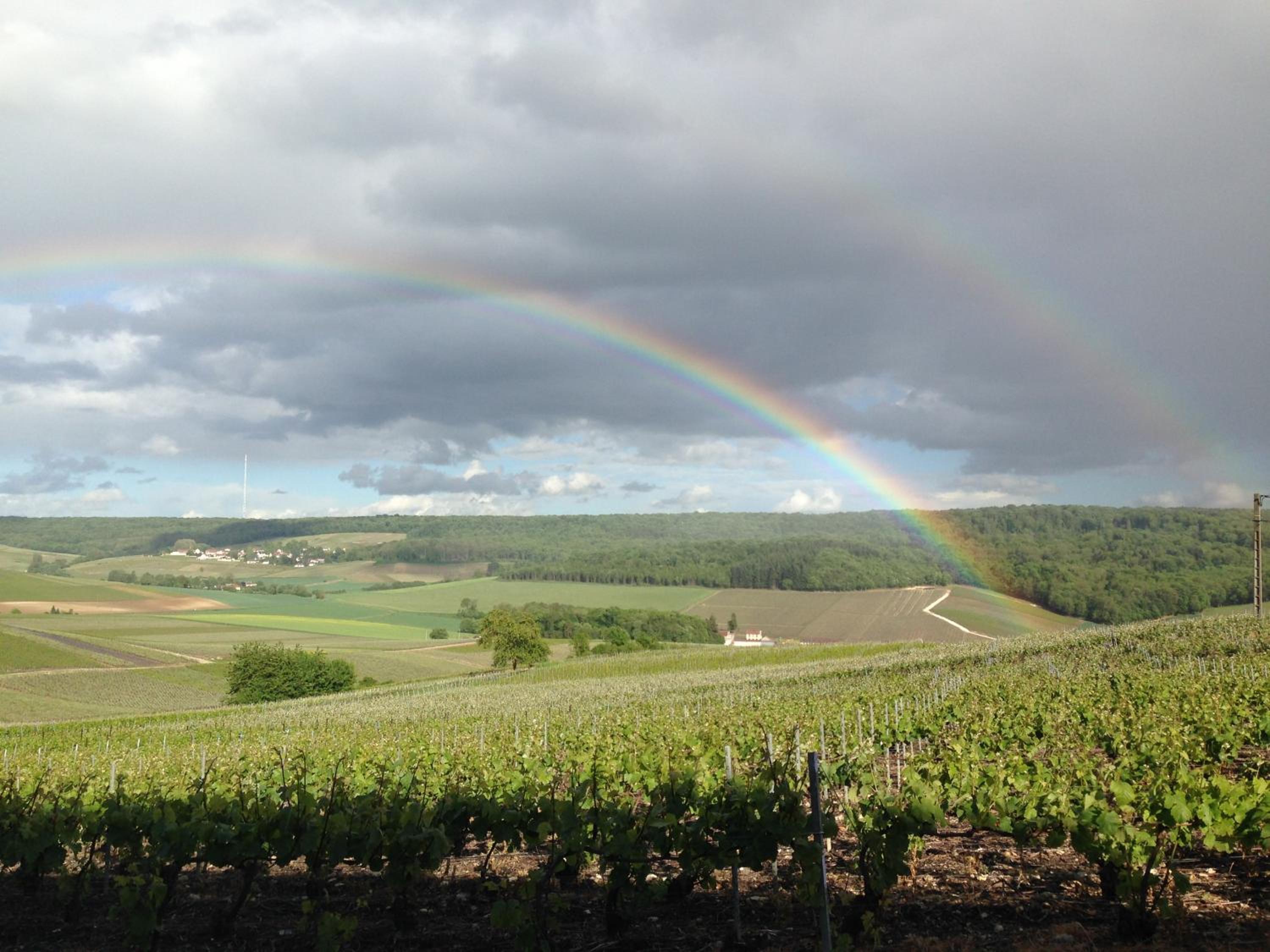 Flor'Ever en Champagne view 4