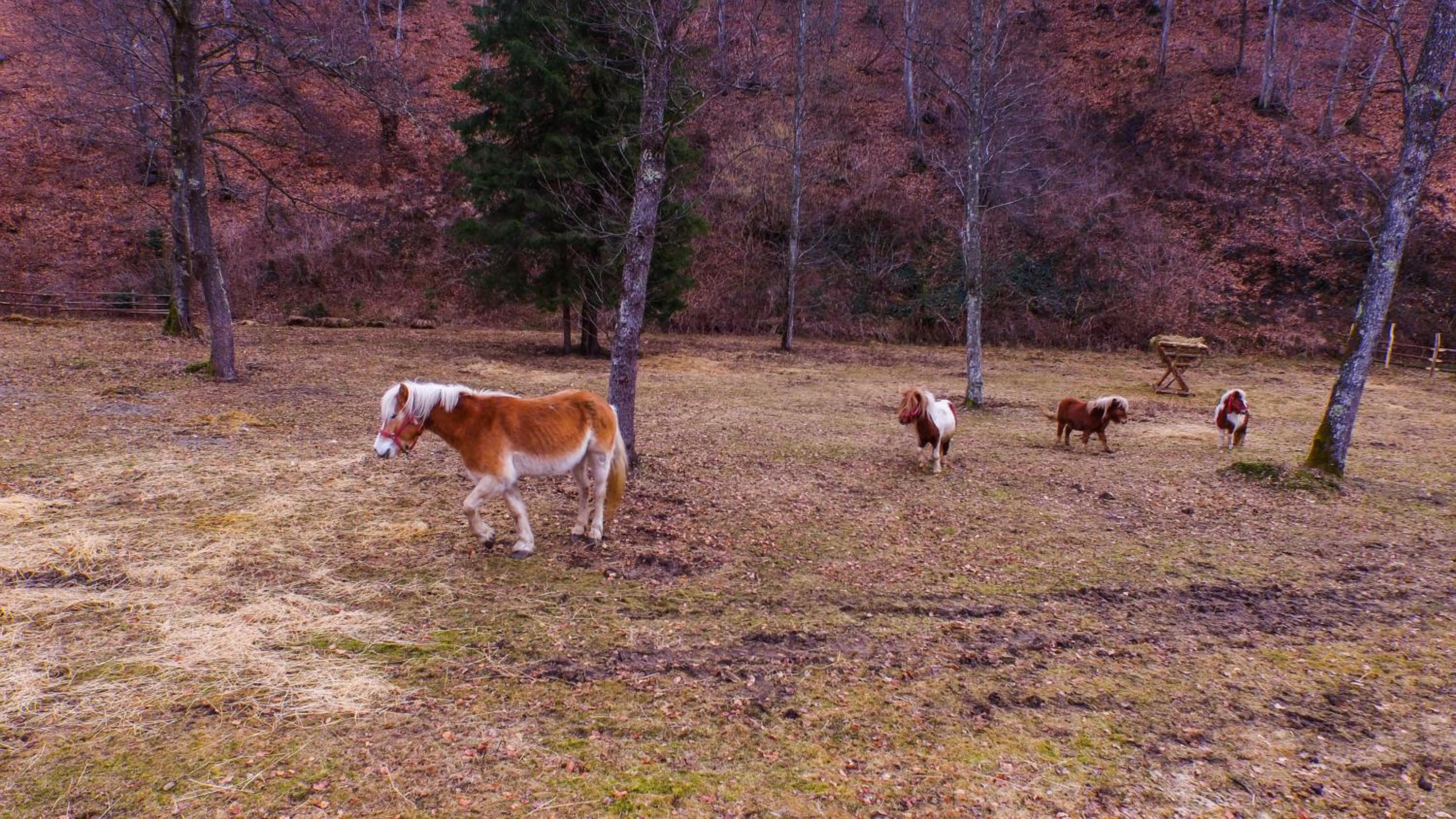 Photo 47