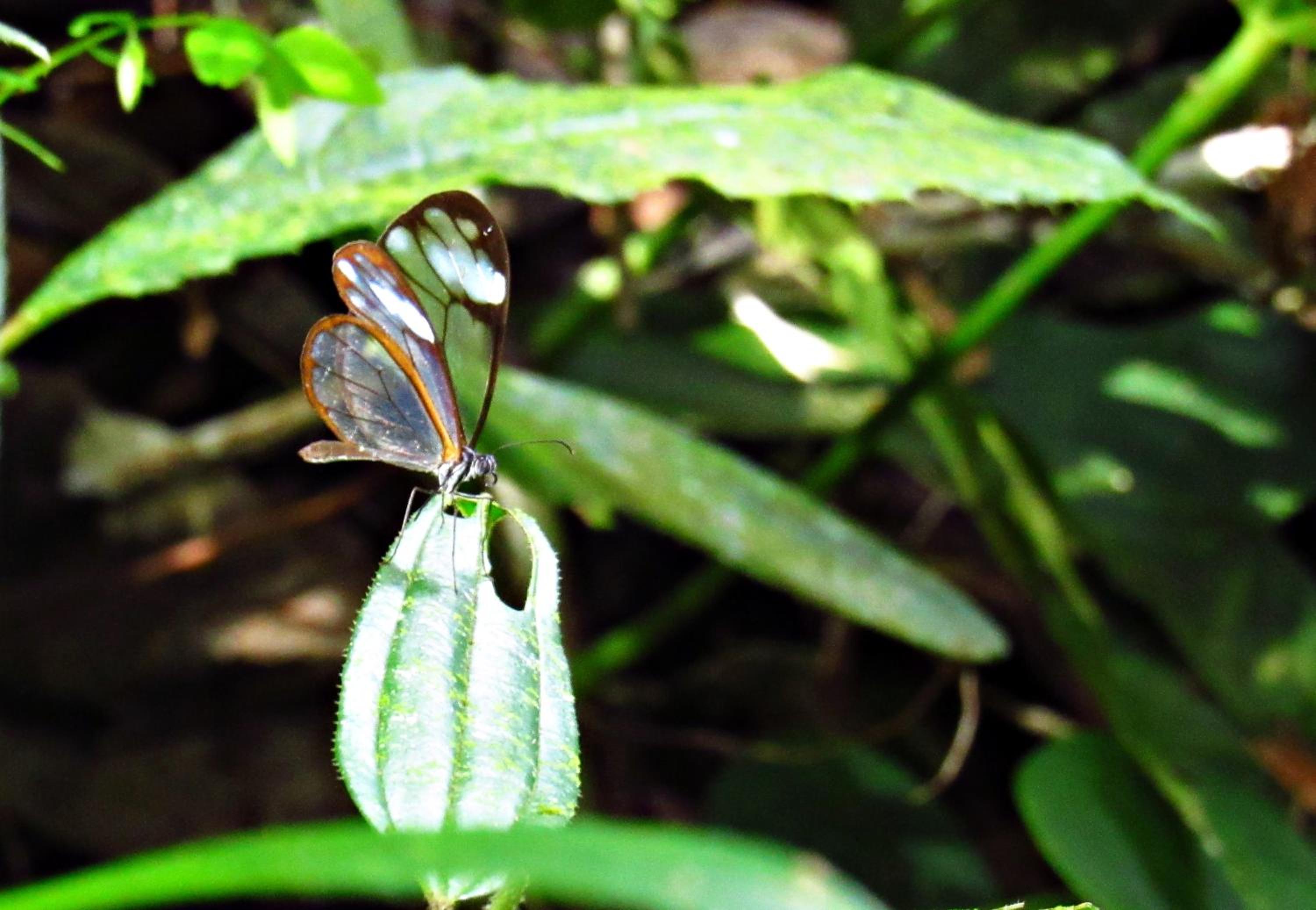 El Encanto Nature Reserve