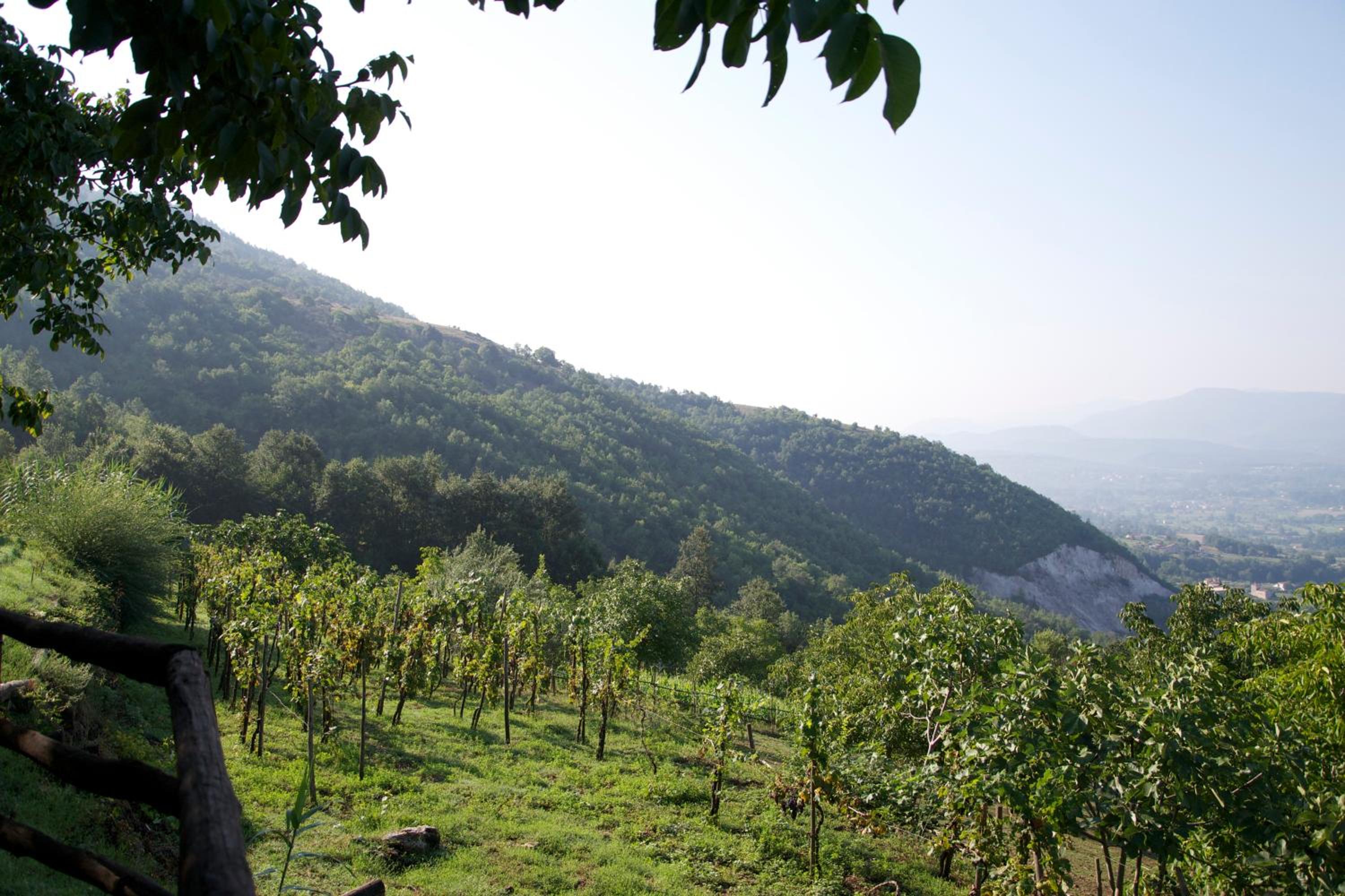 Fattoria Alvaneta