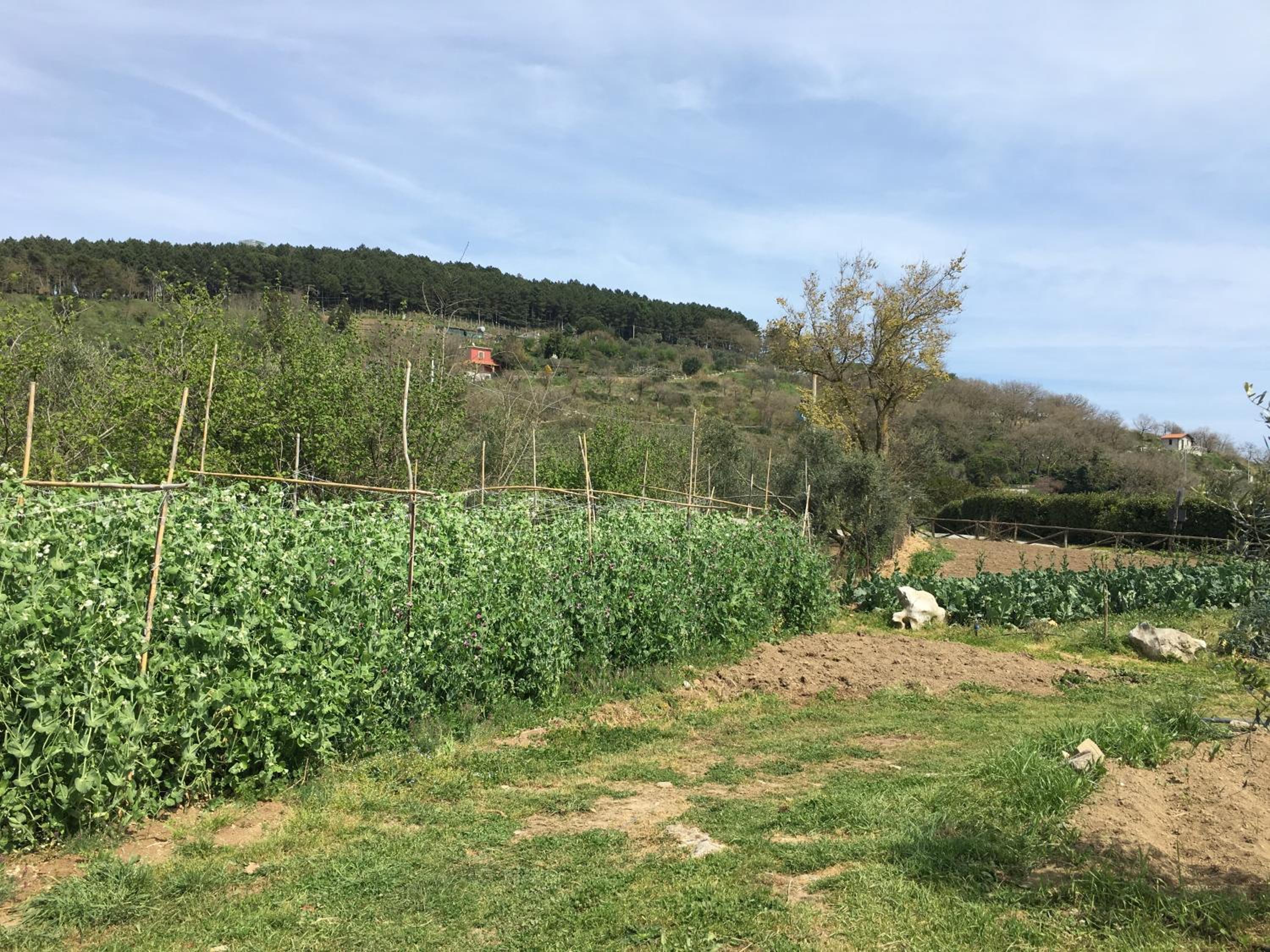 Agriturismo Fattoria Terranova