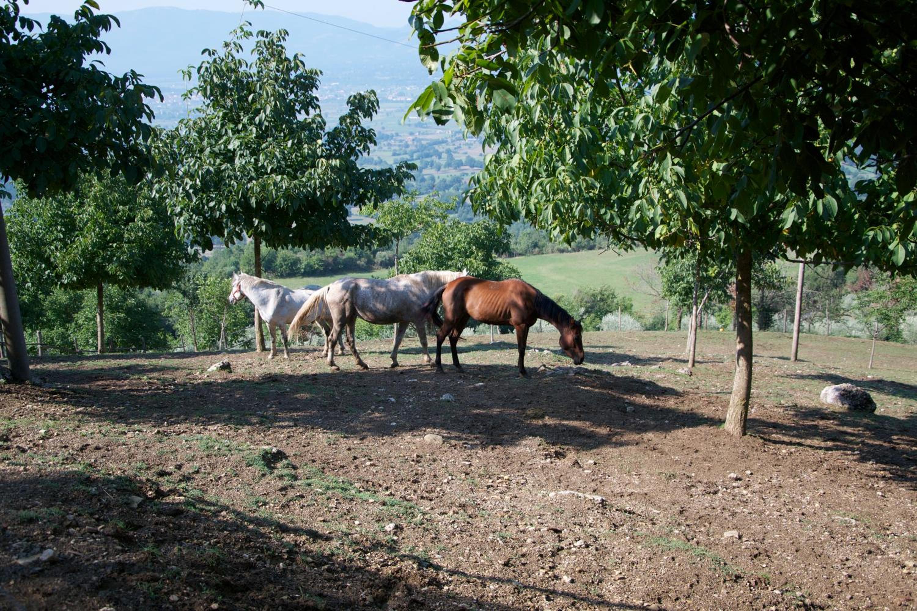 Fattoria Alvaneta