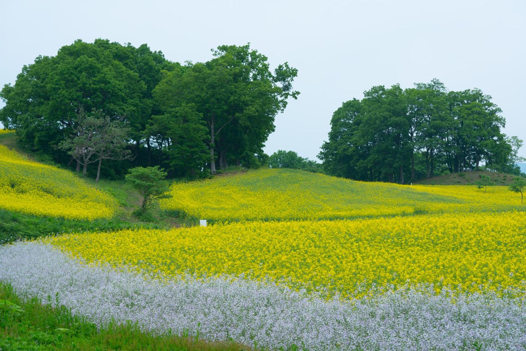 Yamagataya