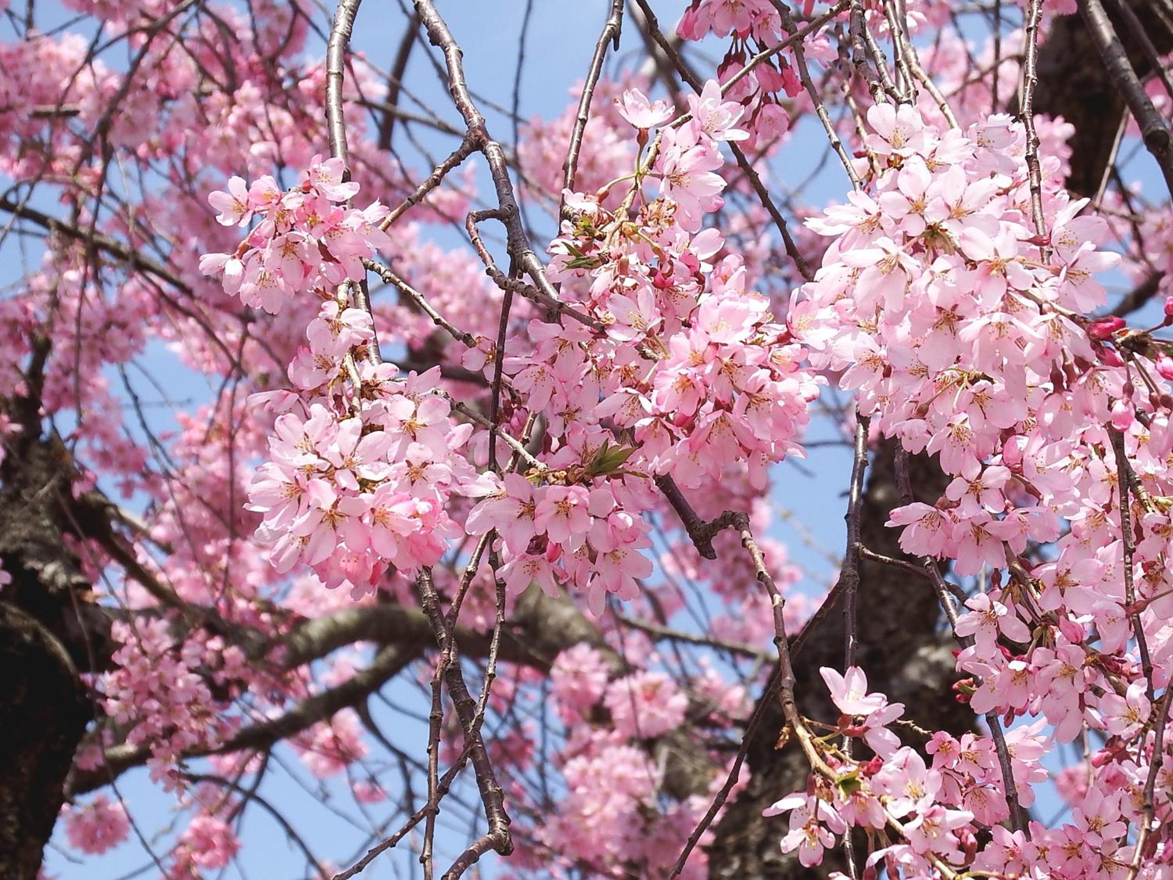 Yamagataya