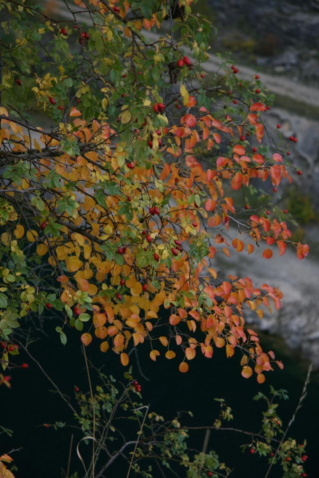 Photo 42