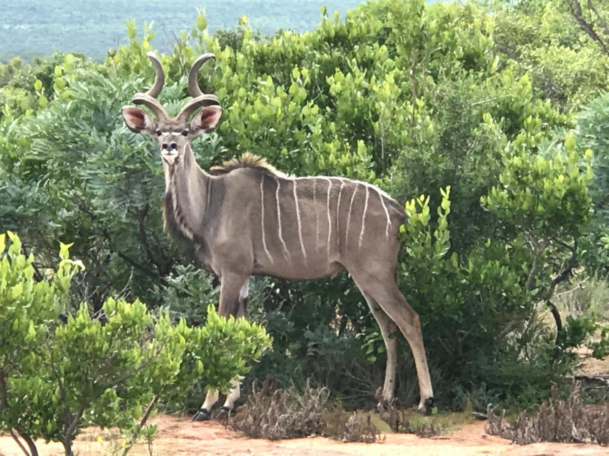 Olievenfontein Private Game Reserve