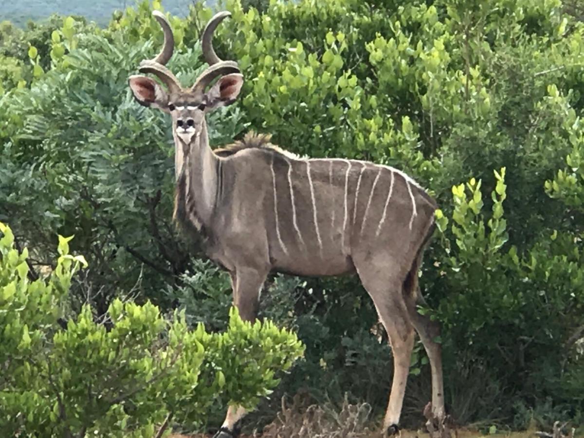 Olievenfontein Private Game Reserve