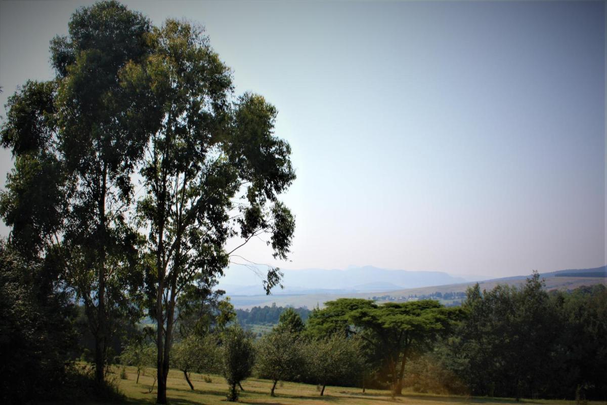 Yellow Wood view 5