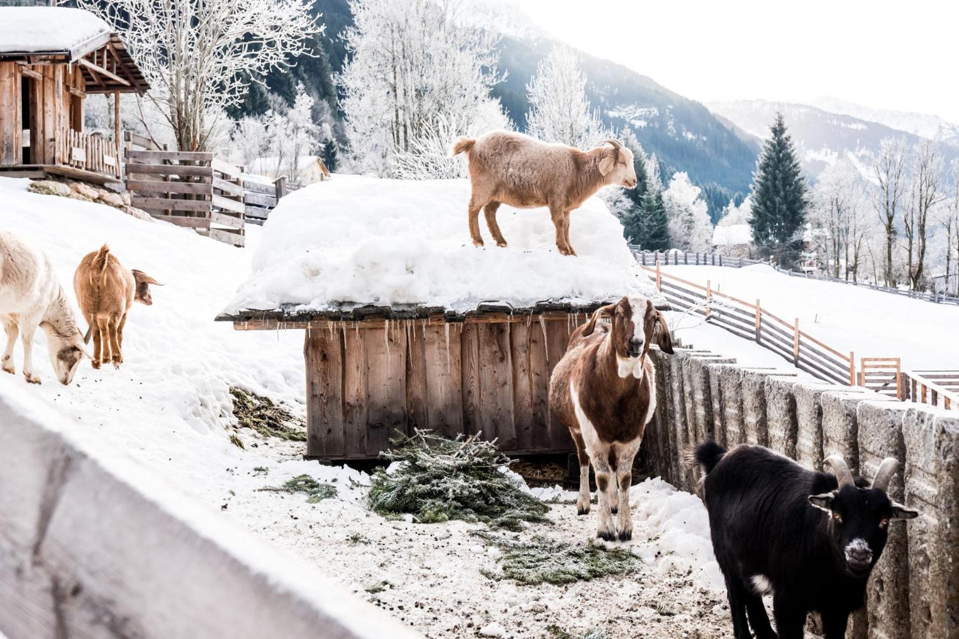 Peakini Farmhaus
