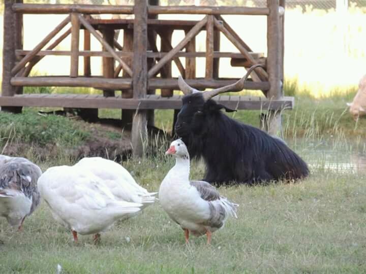 La Justina - Nuestro Campo