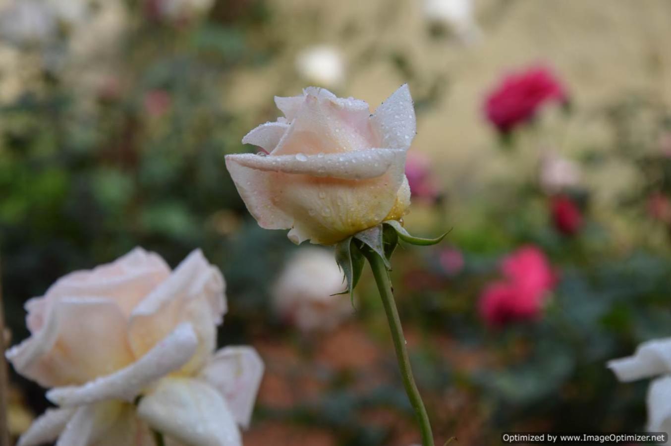 Photo 13