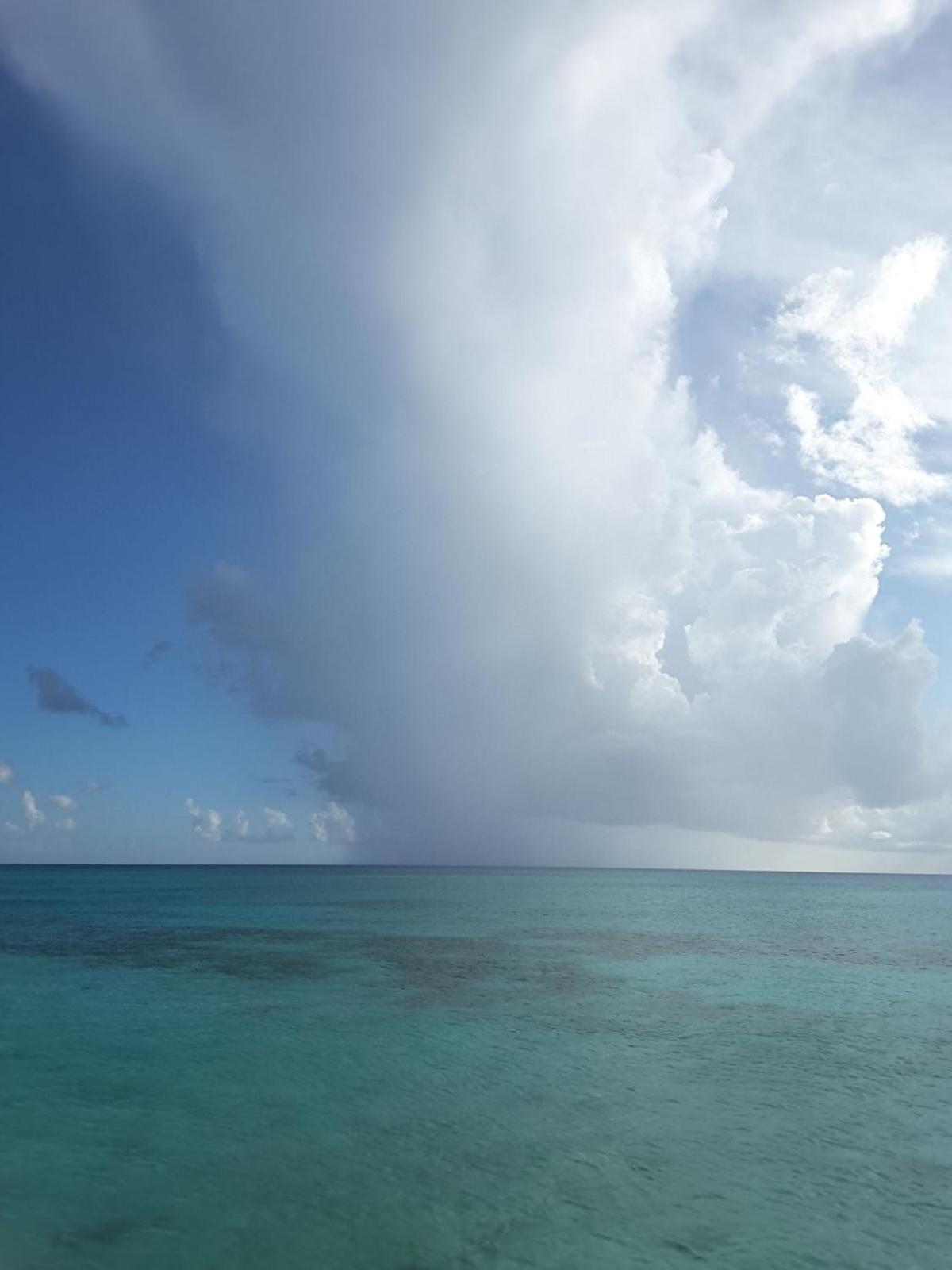 Caribbean Pearl