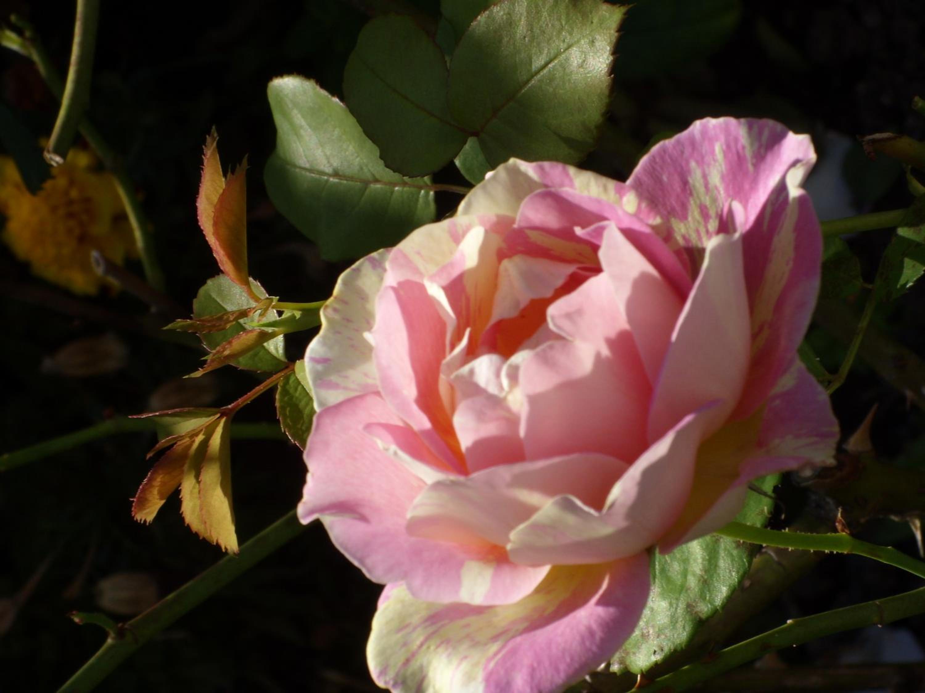 Photo 7