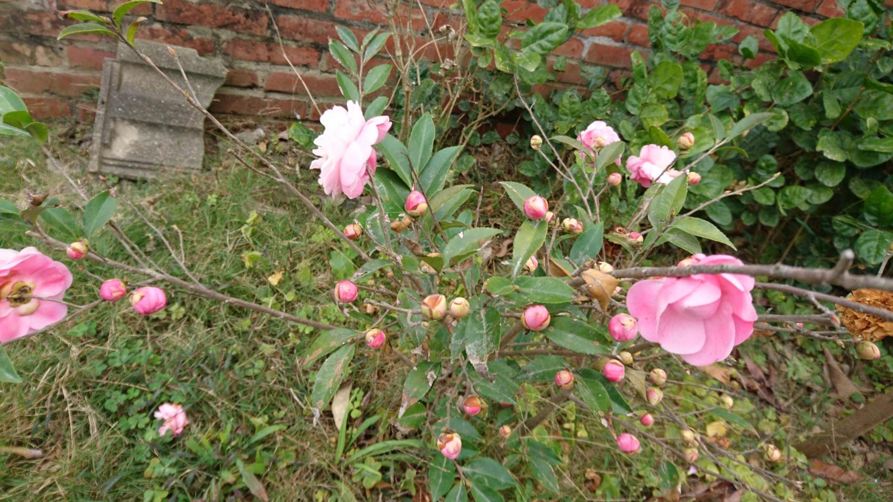 Photo 38