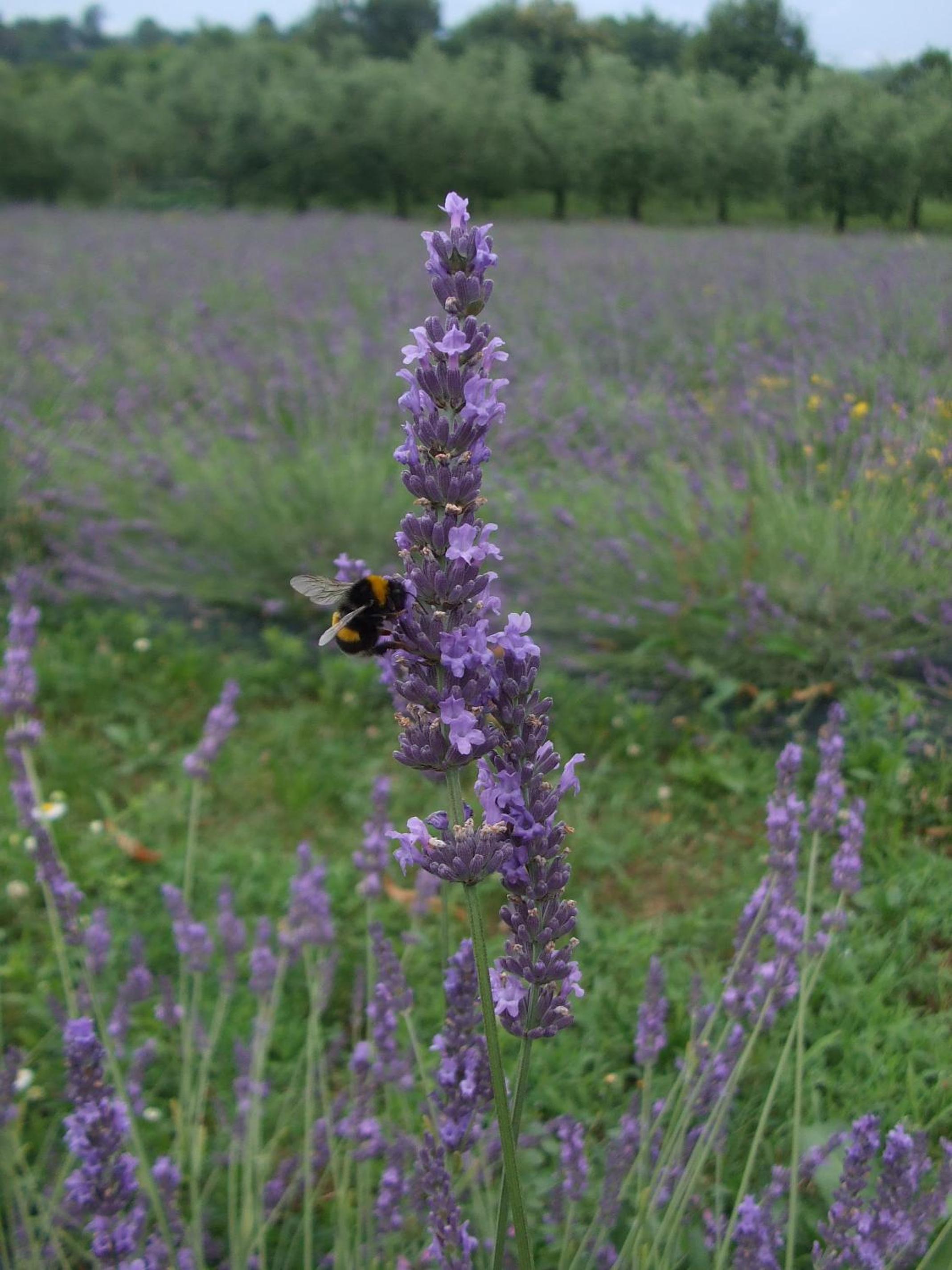Agriturismo Cascina Rossano, photo 26