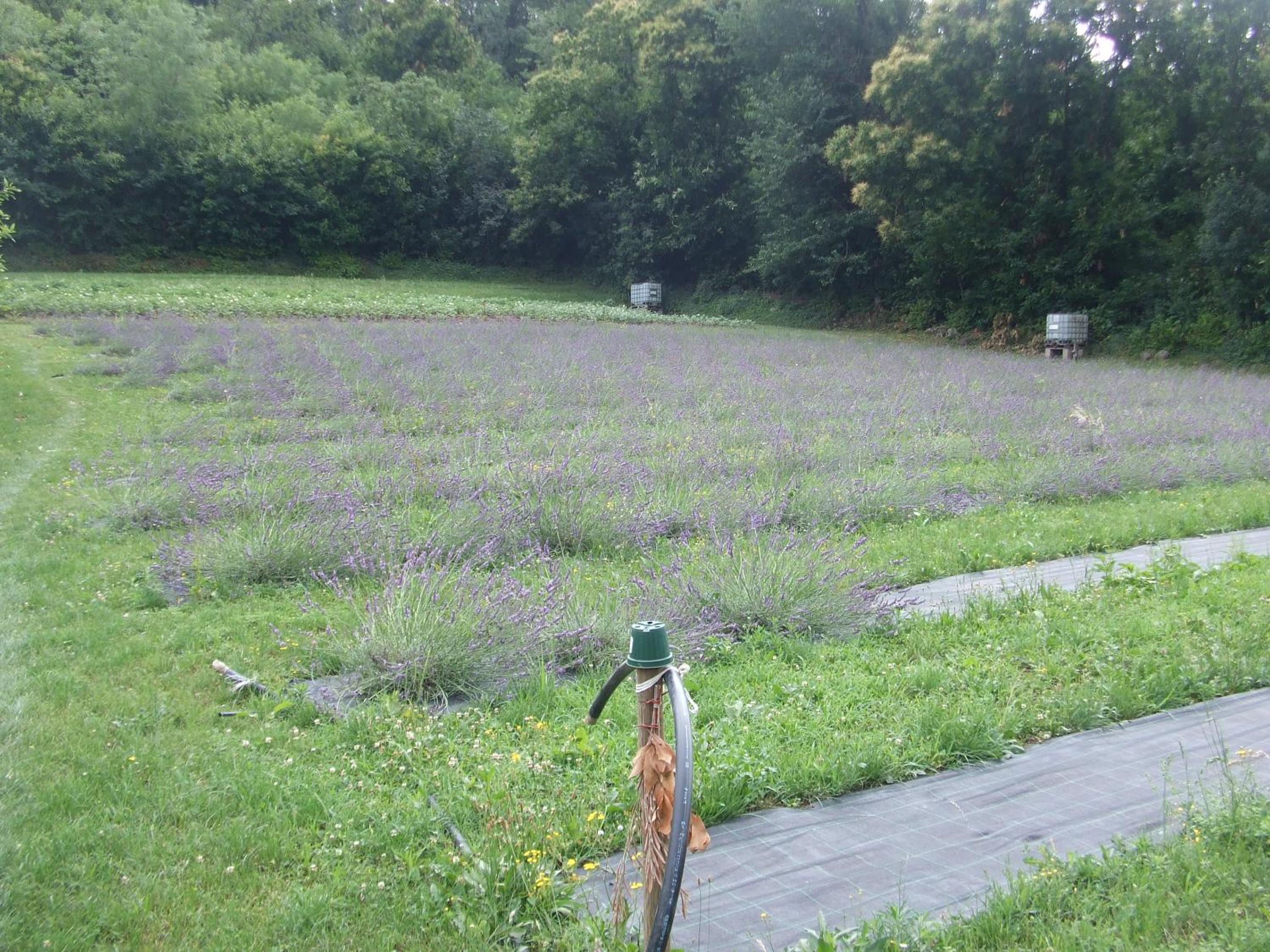Agriturismo Cascina Rossano, photo 80