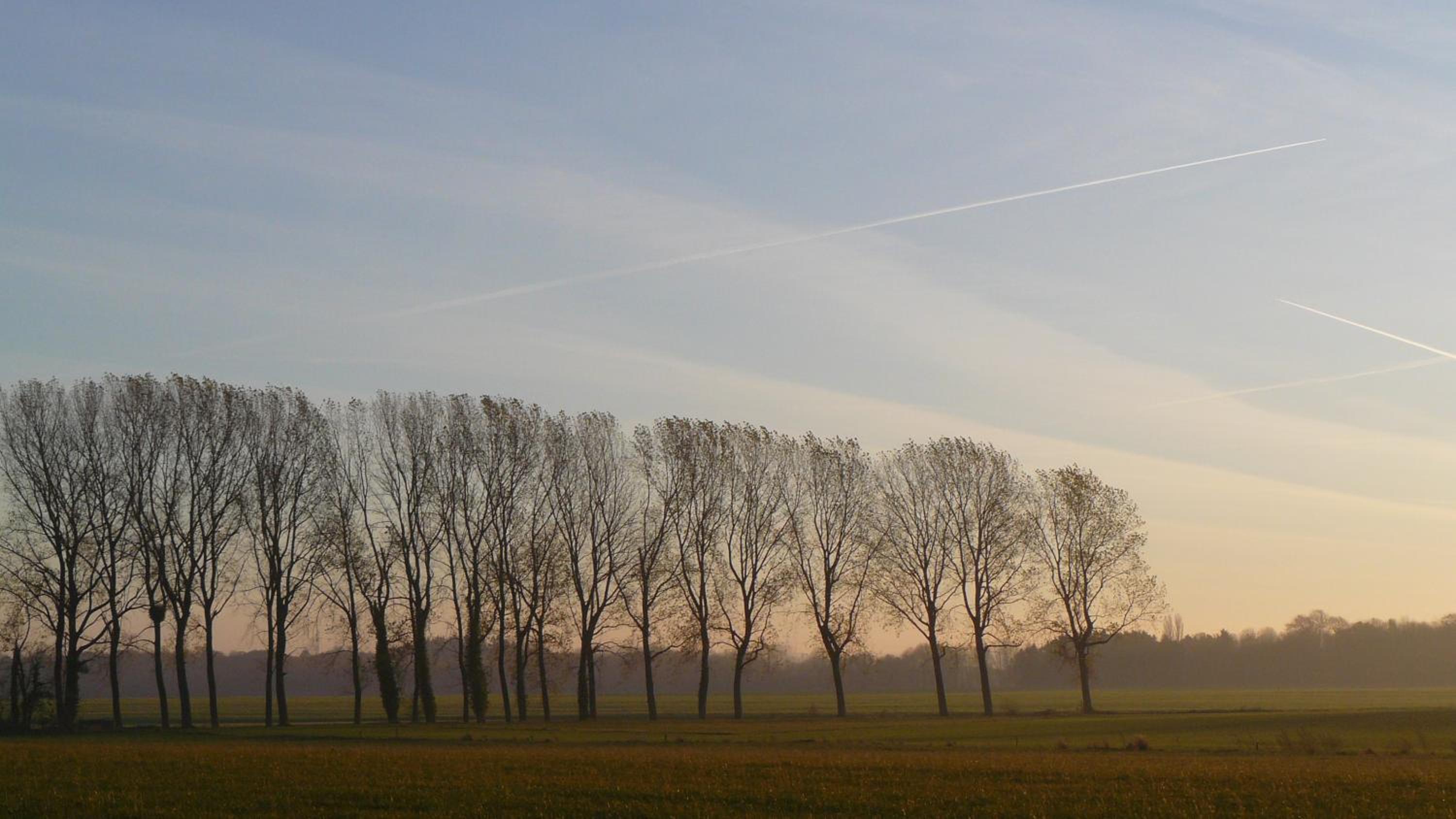 Les houx de Mathieu