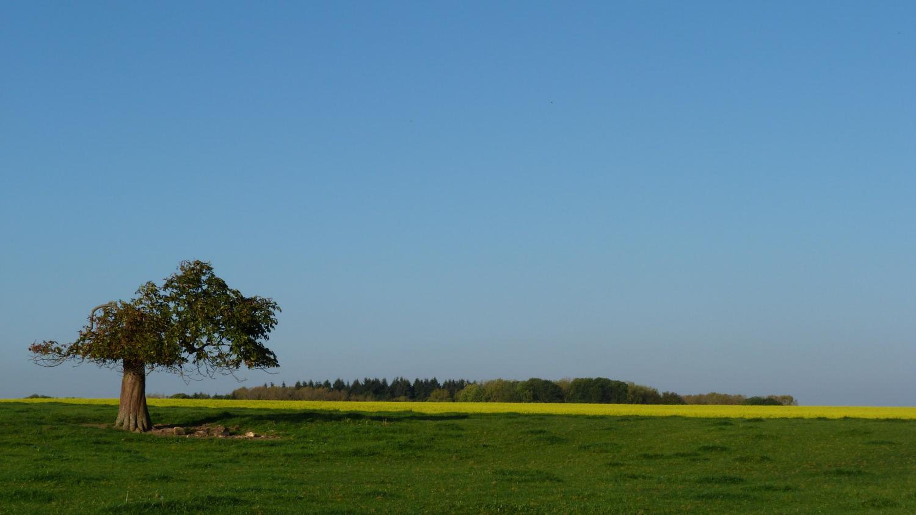 Les houx de Mathieu