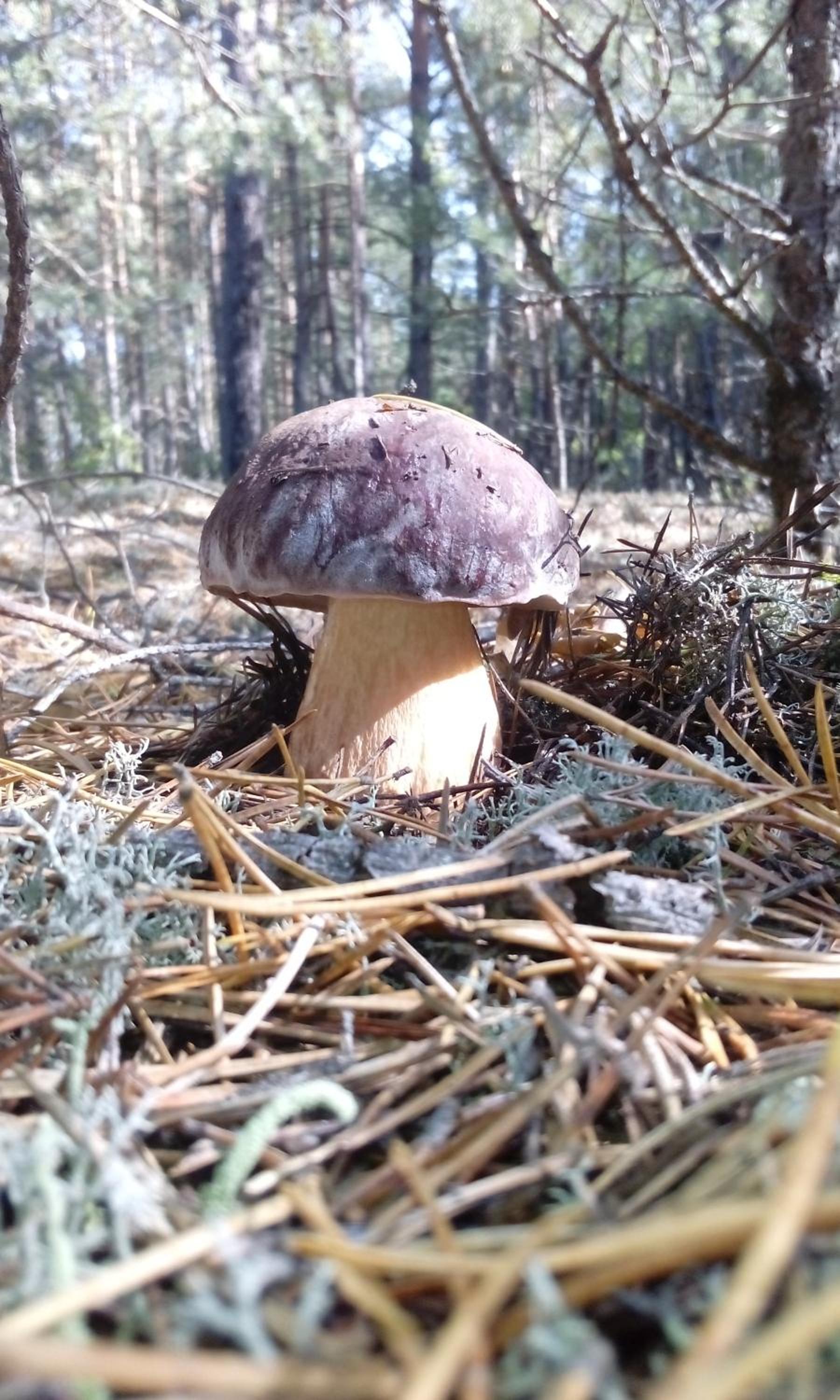 Pulemchanka