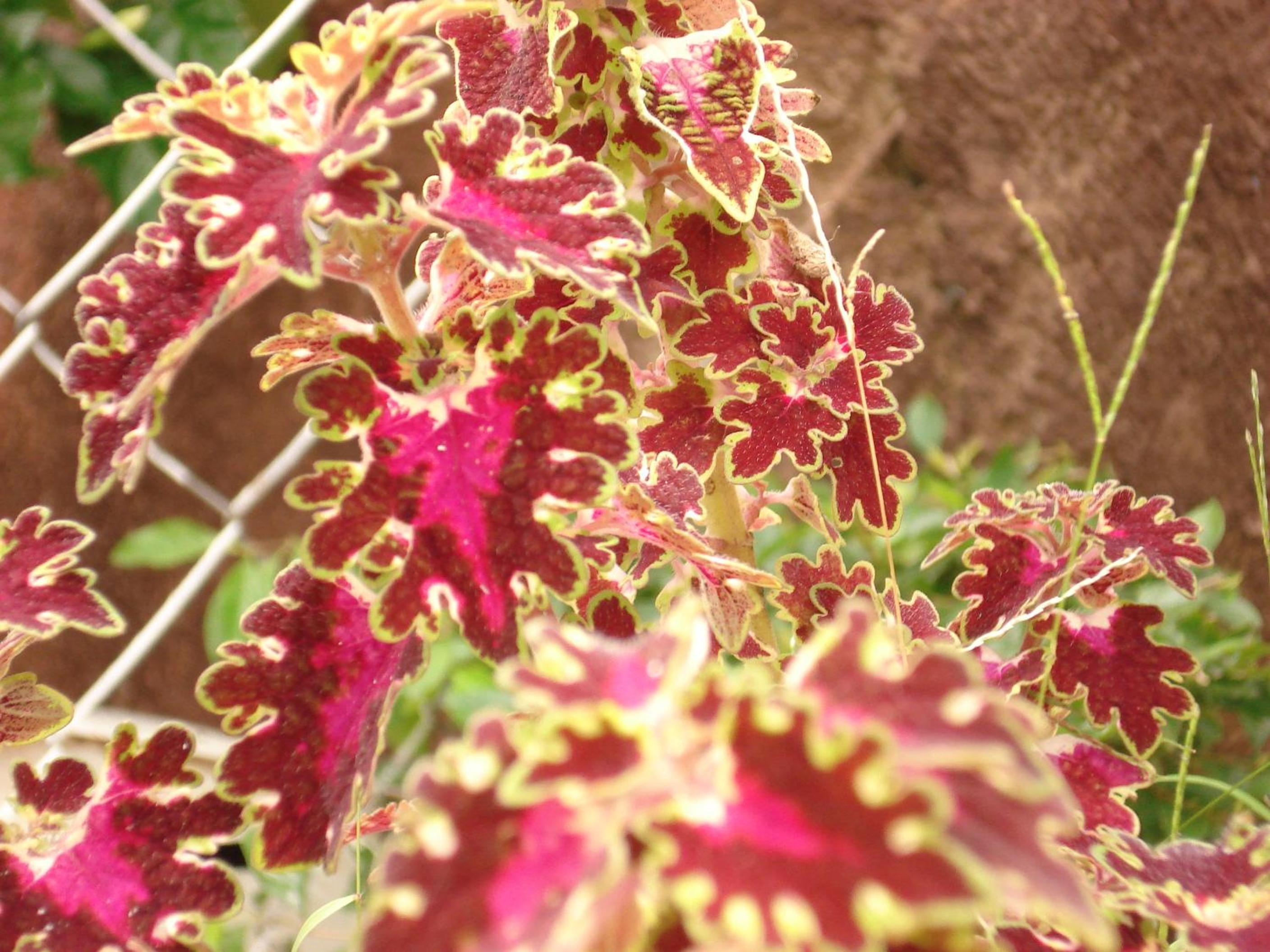 Pousada Jardim da Chapada