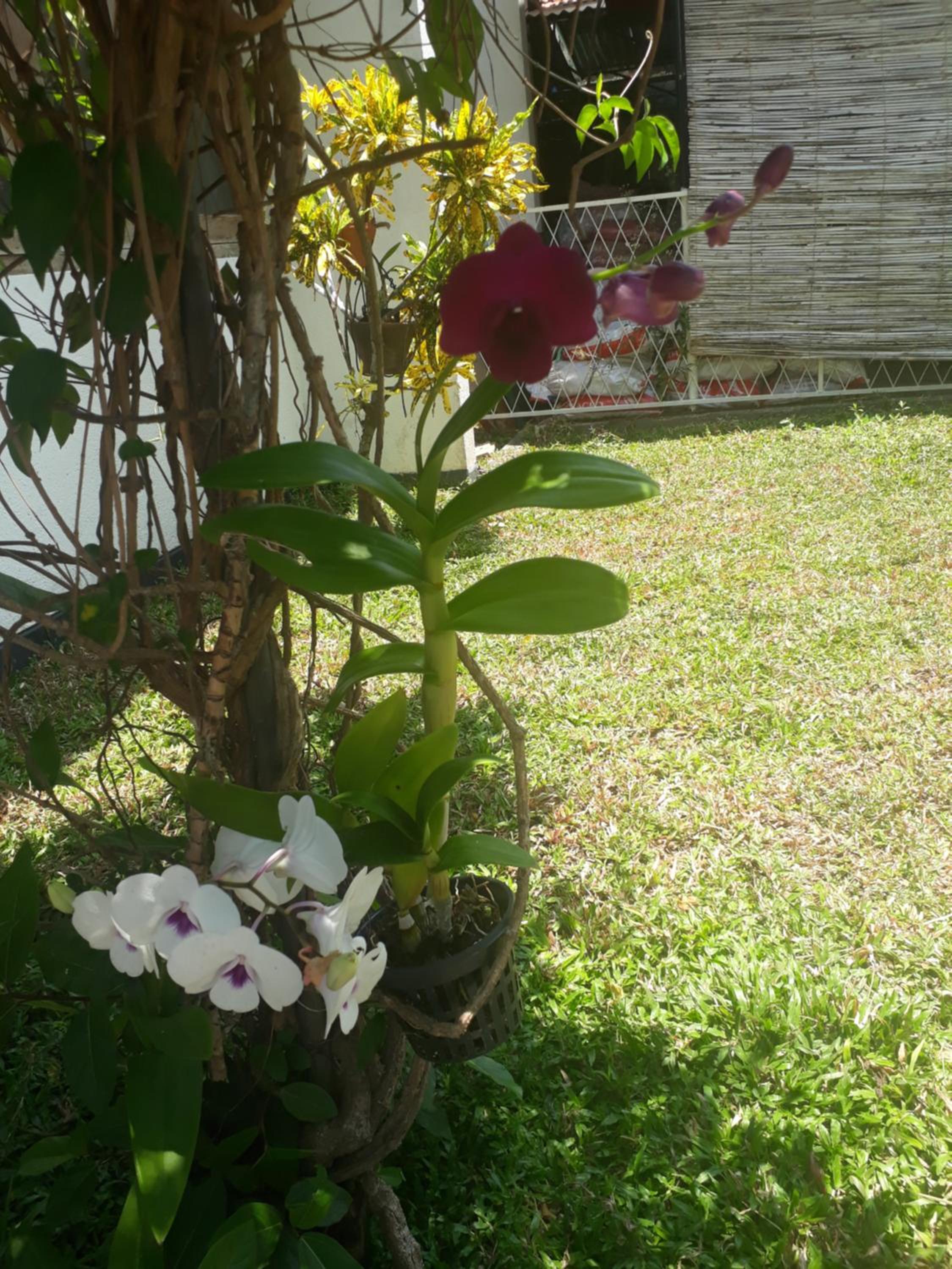 Photo 49