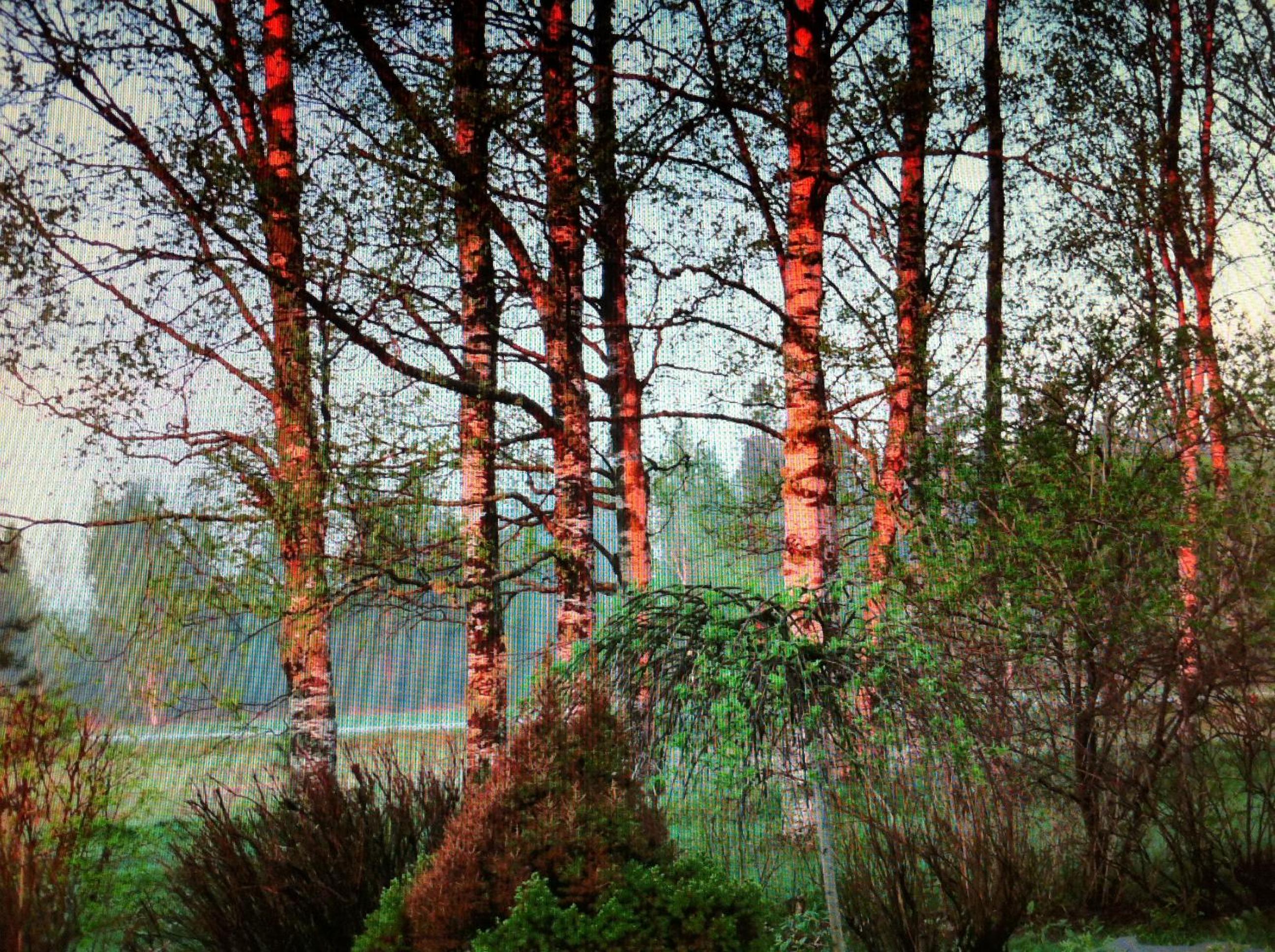 Photo 44