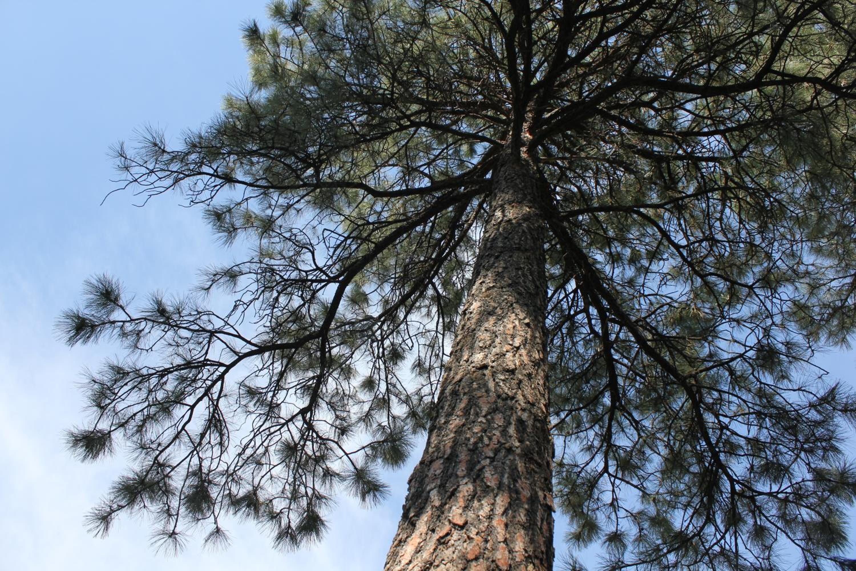 Payson Vacations - Majestic Mountain Inn - Property Image 14