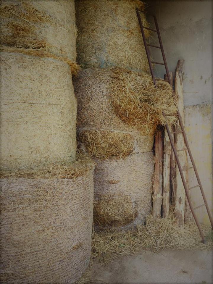 Agriturismo La Betulla