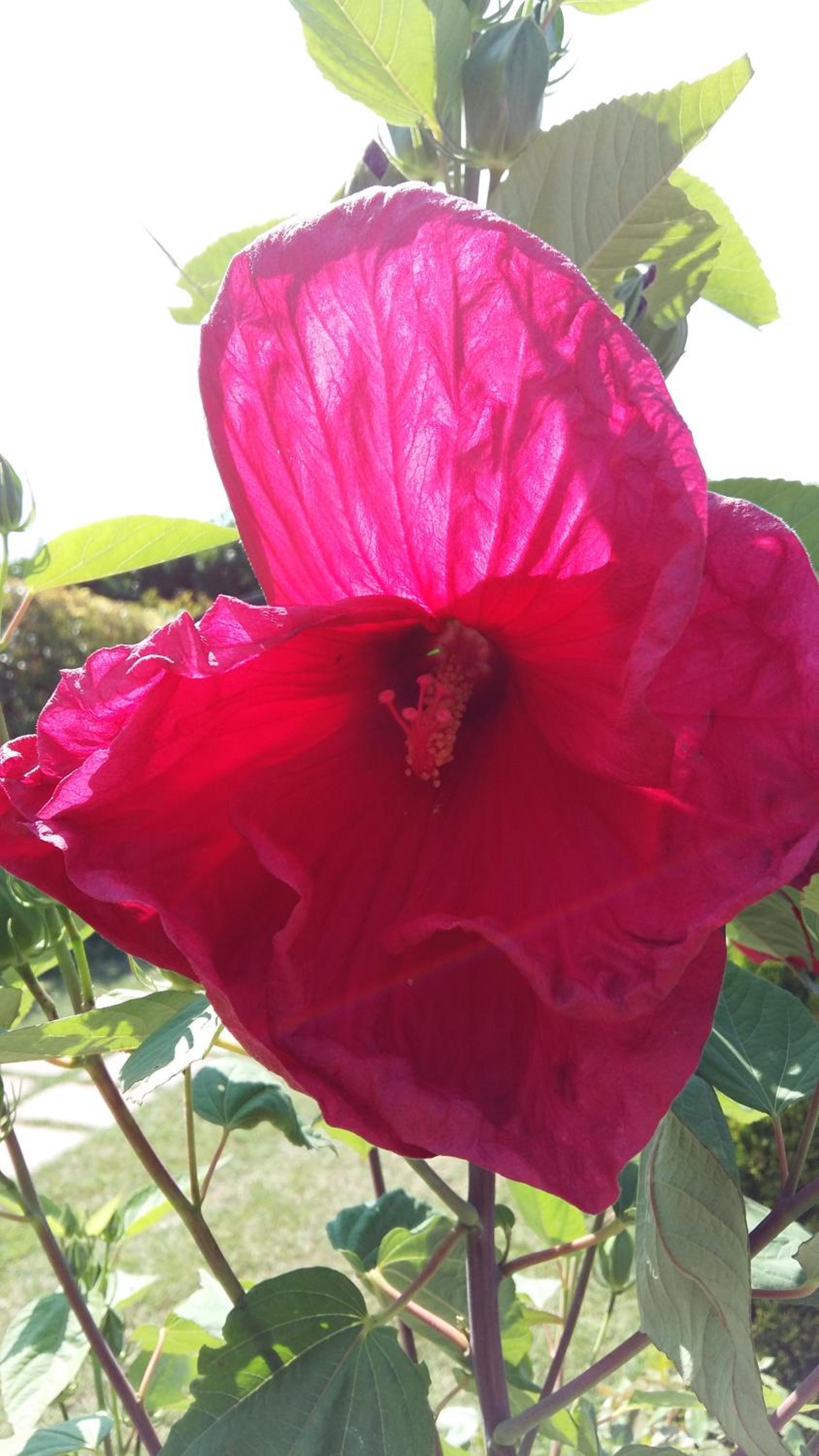 other