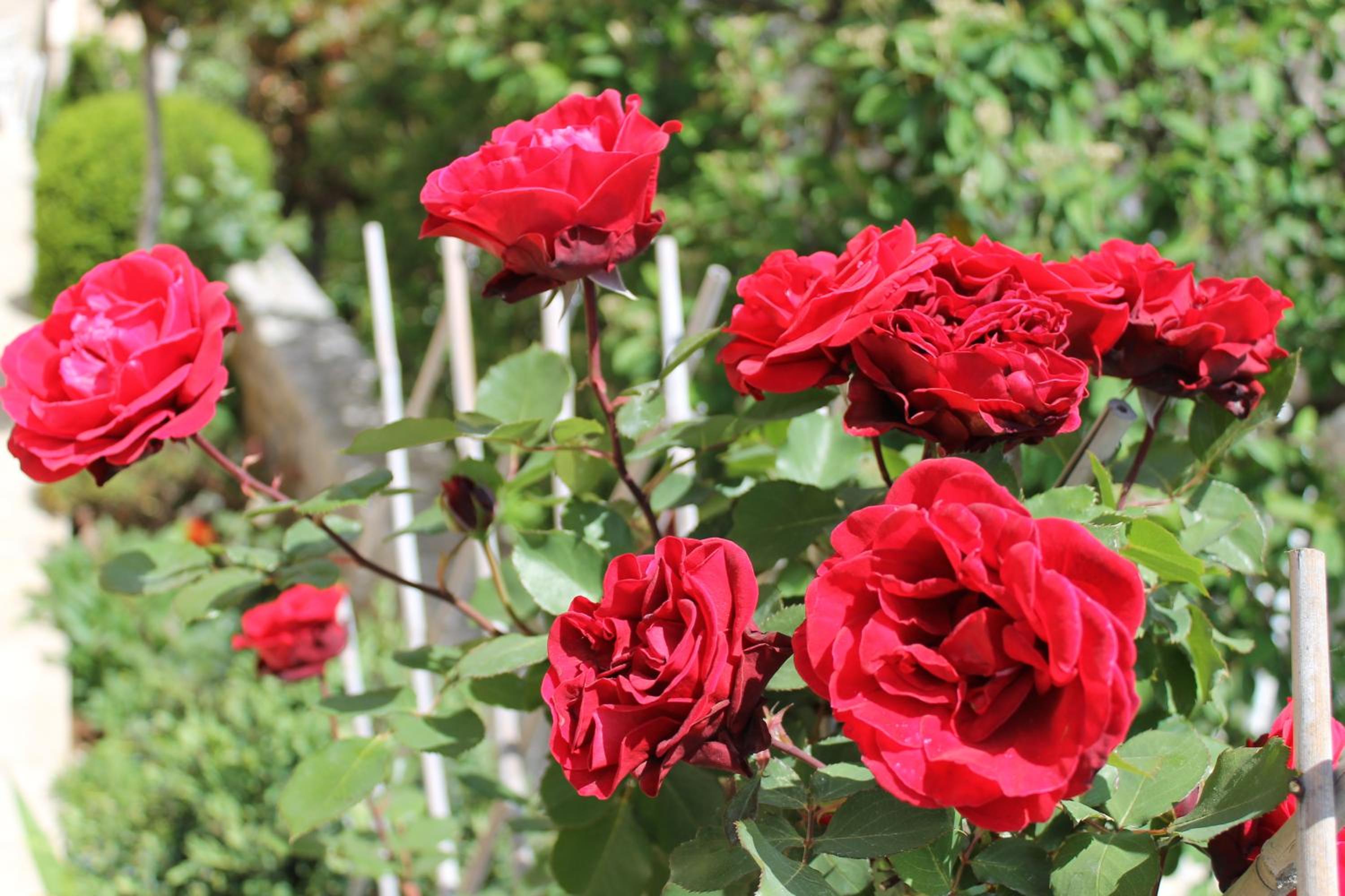 Photo 48
