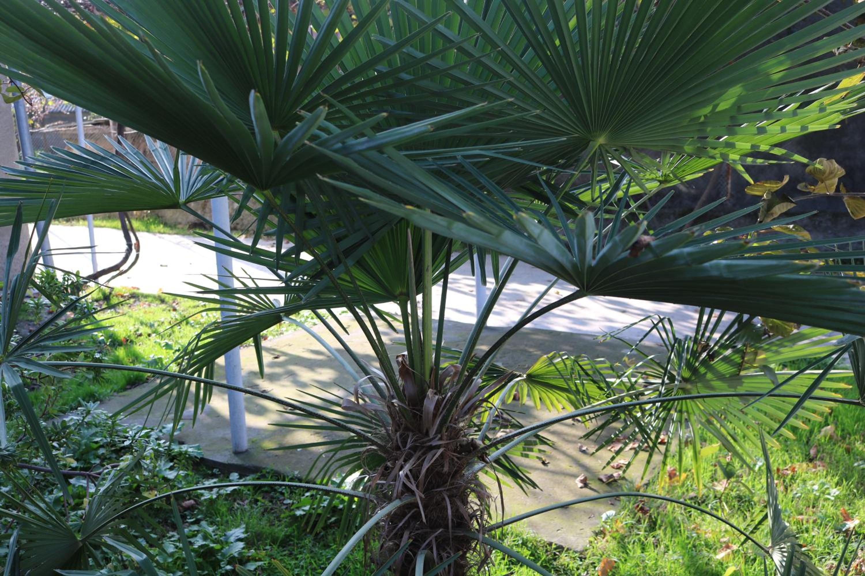 Guesthouse Vashlovani