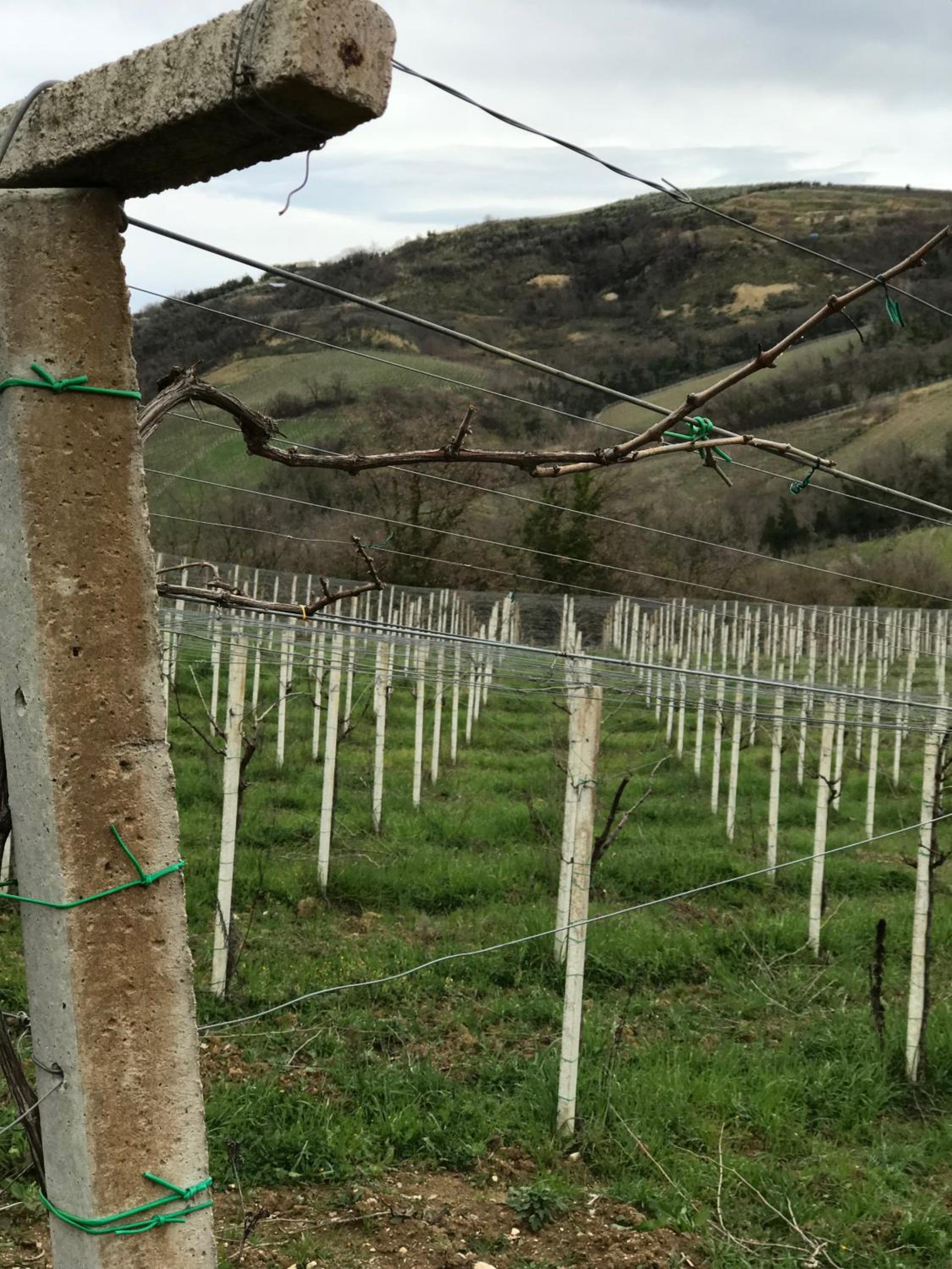 Agriturismo Montupoli