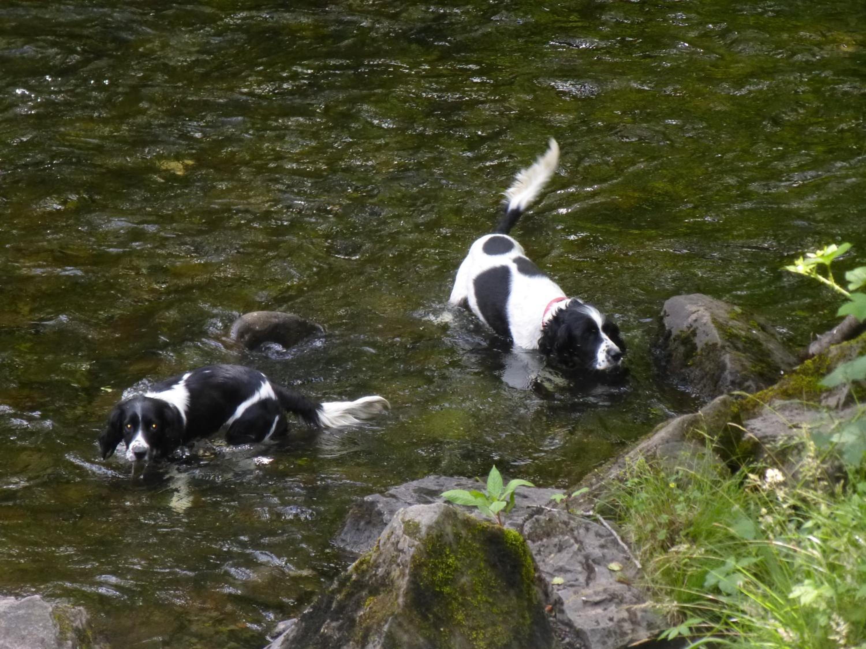 Photo 43