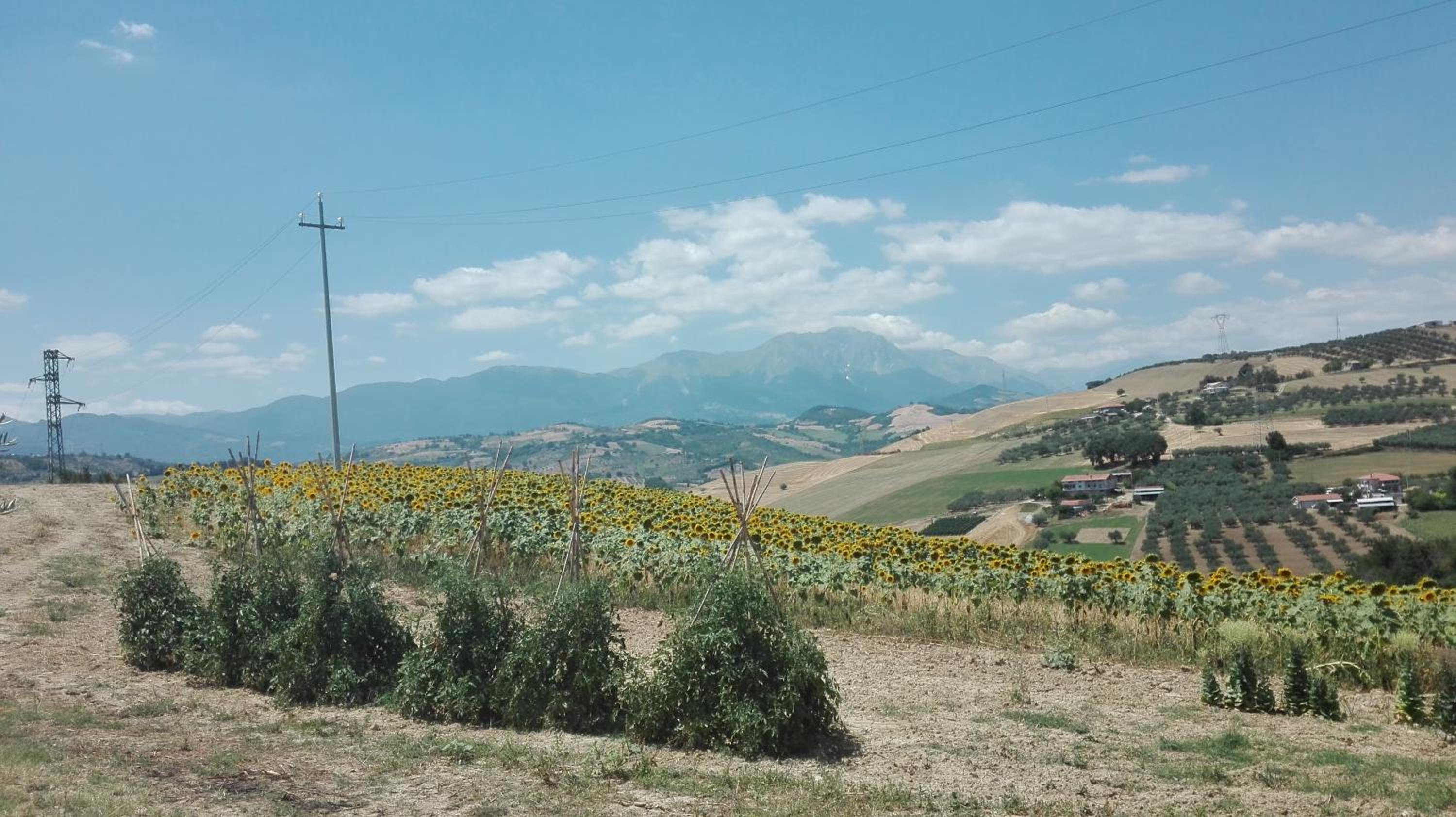 Photo 39