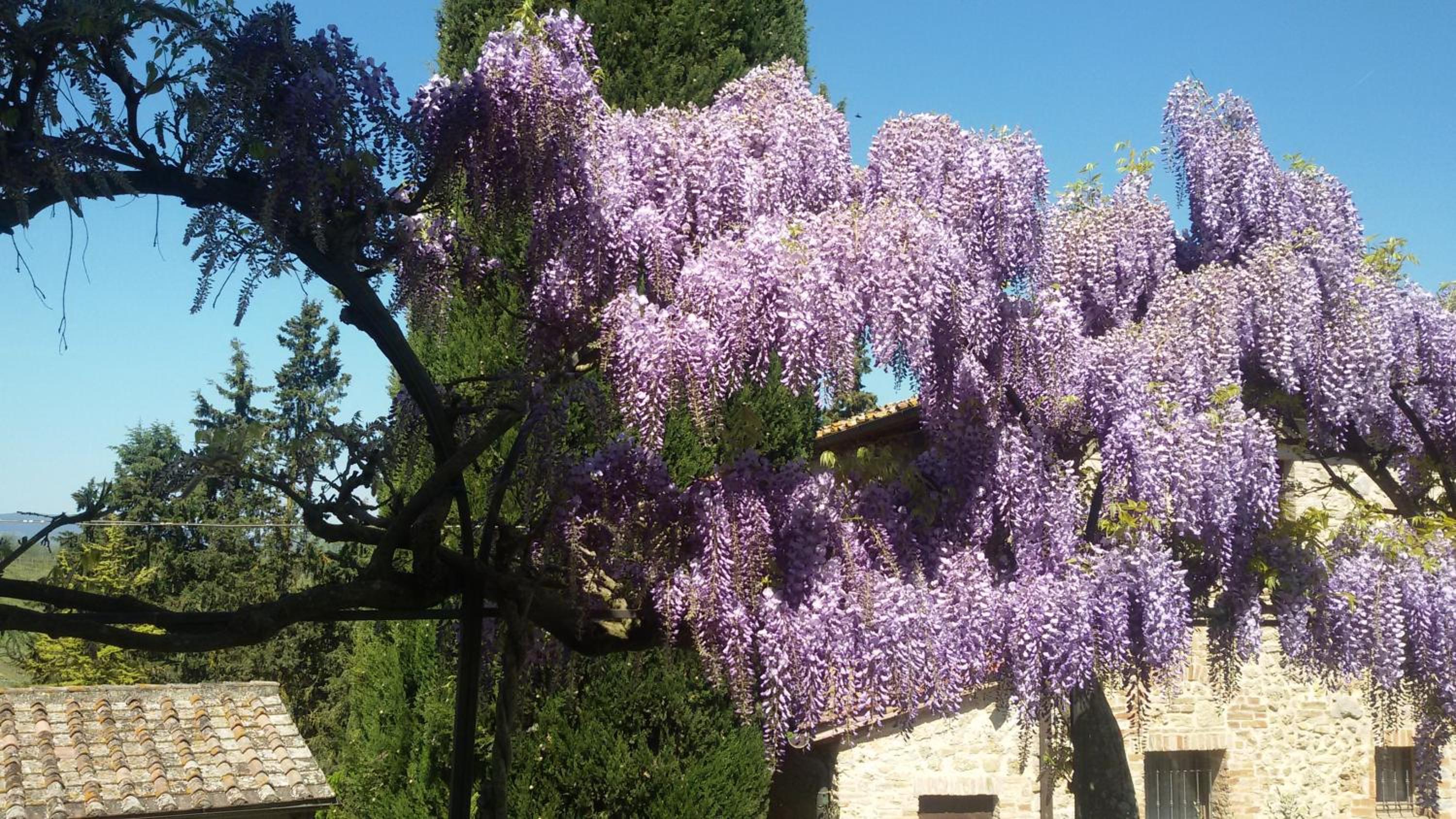 Castel Pietraio WineResort