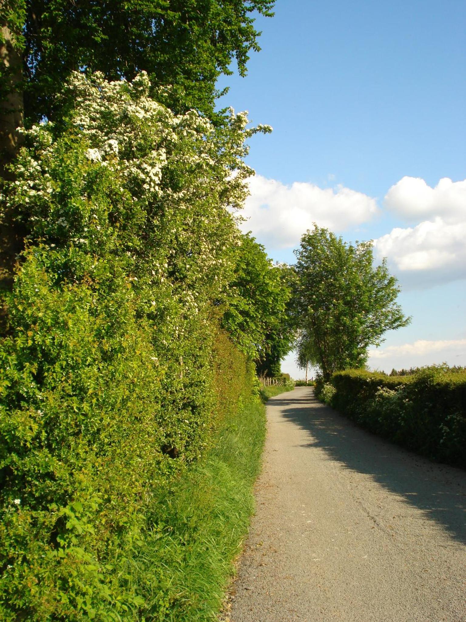 Location PanoramaGreen
