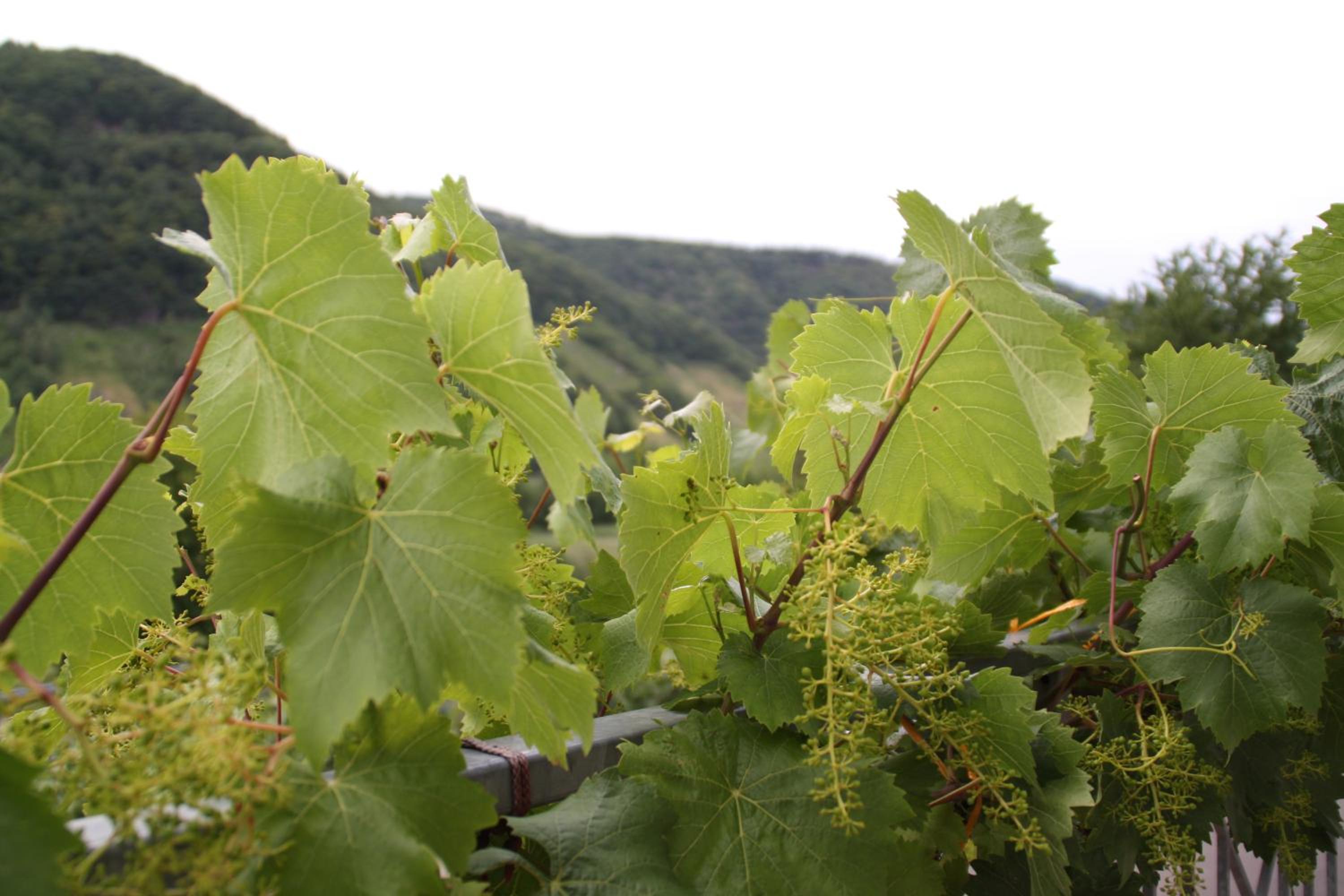 Weingut Sauer-Kettermann