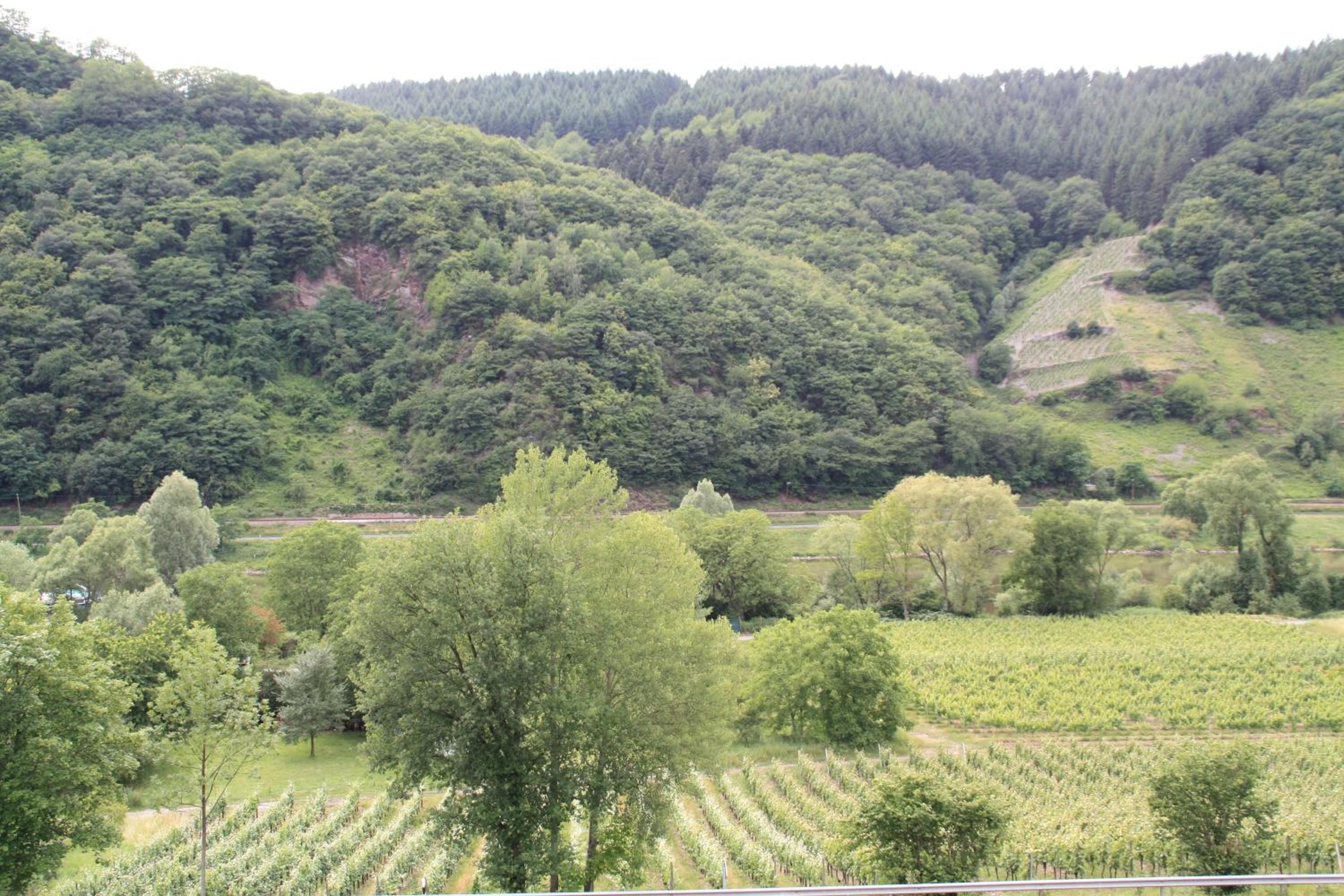 Weingut Sauer-Kettermann